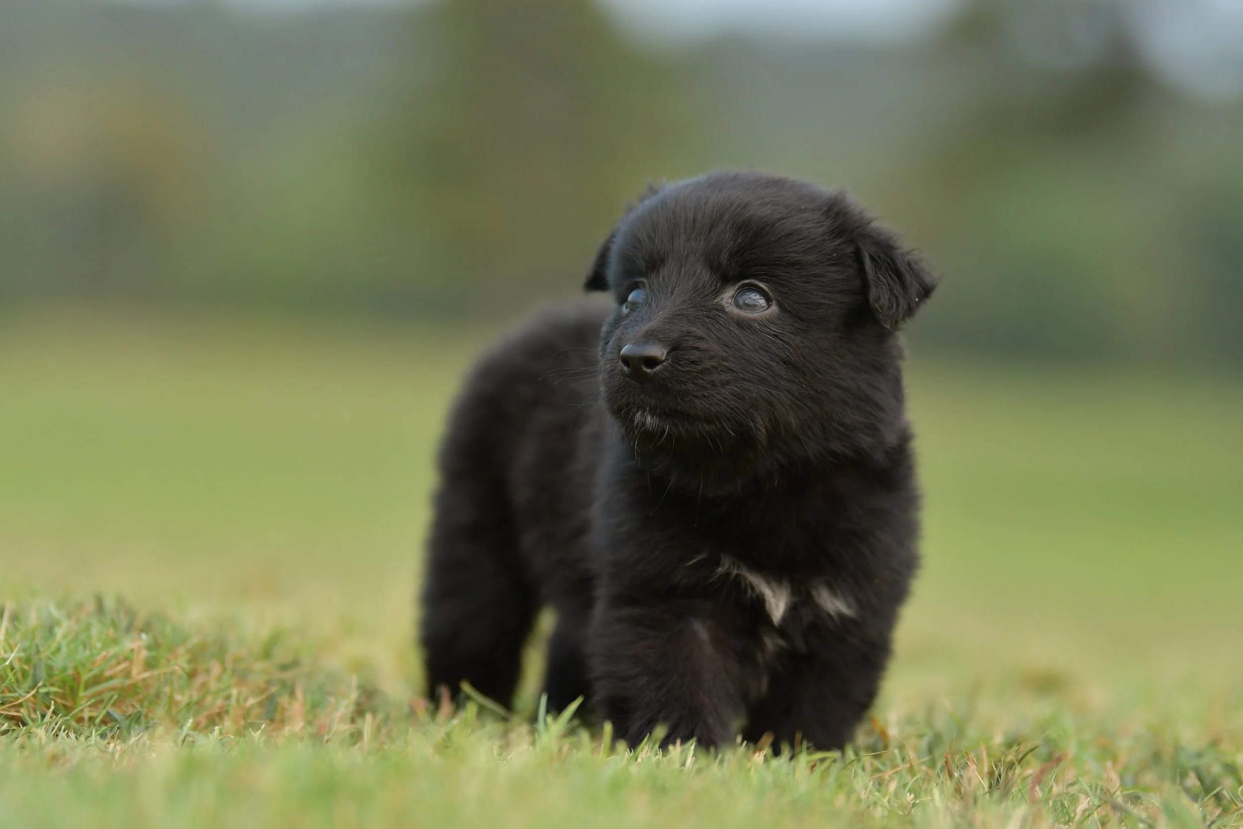 BRUCE. Black Bi Male. $800.