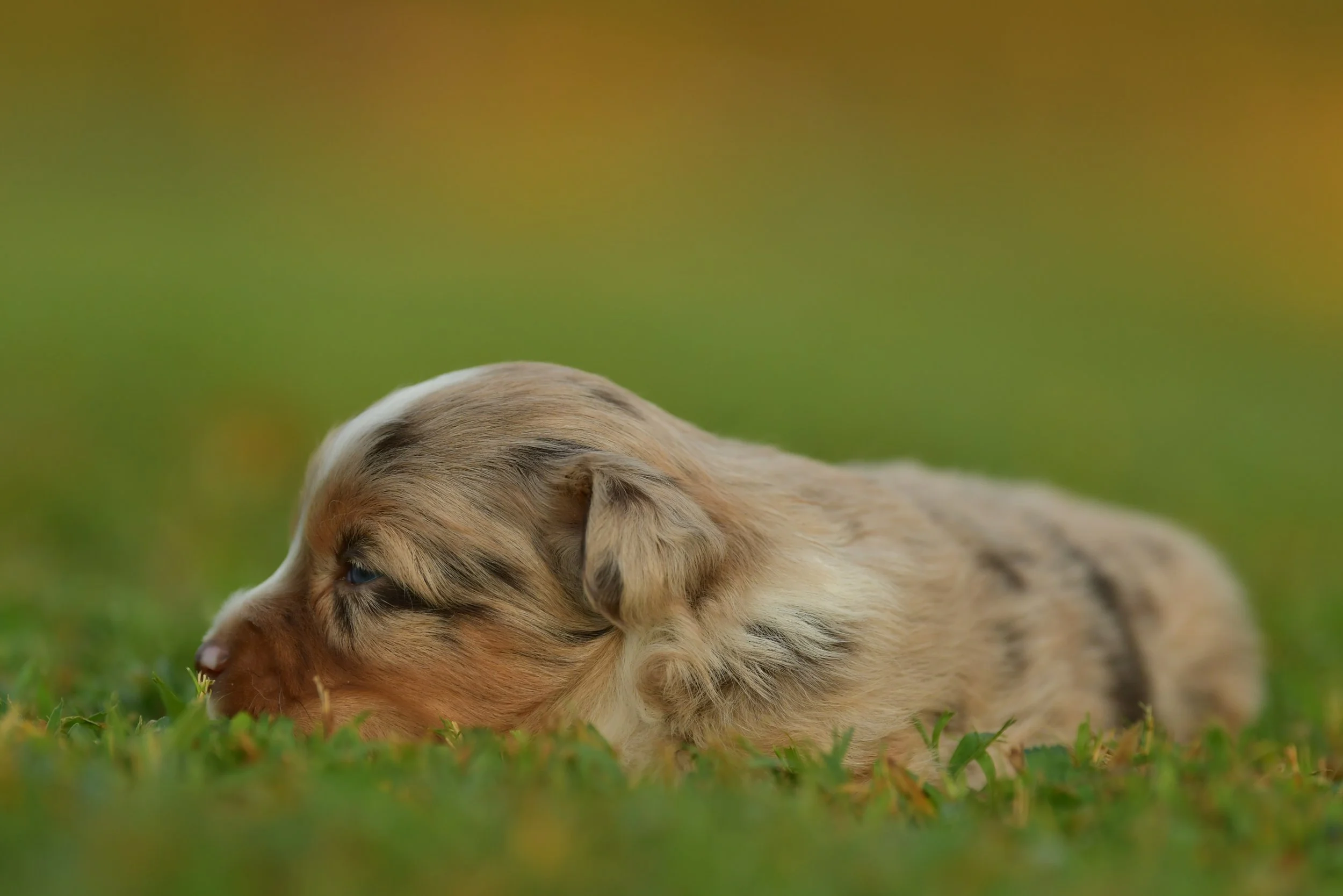 PENELOPE. Red Merle Female. $3500. 
