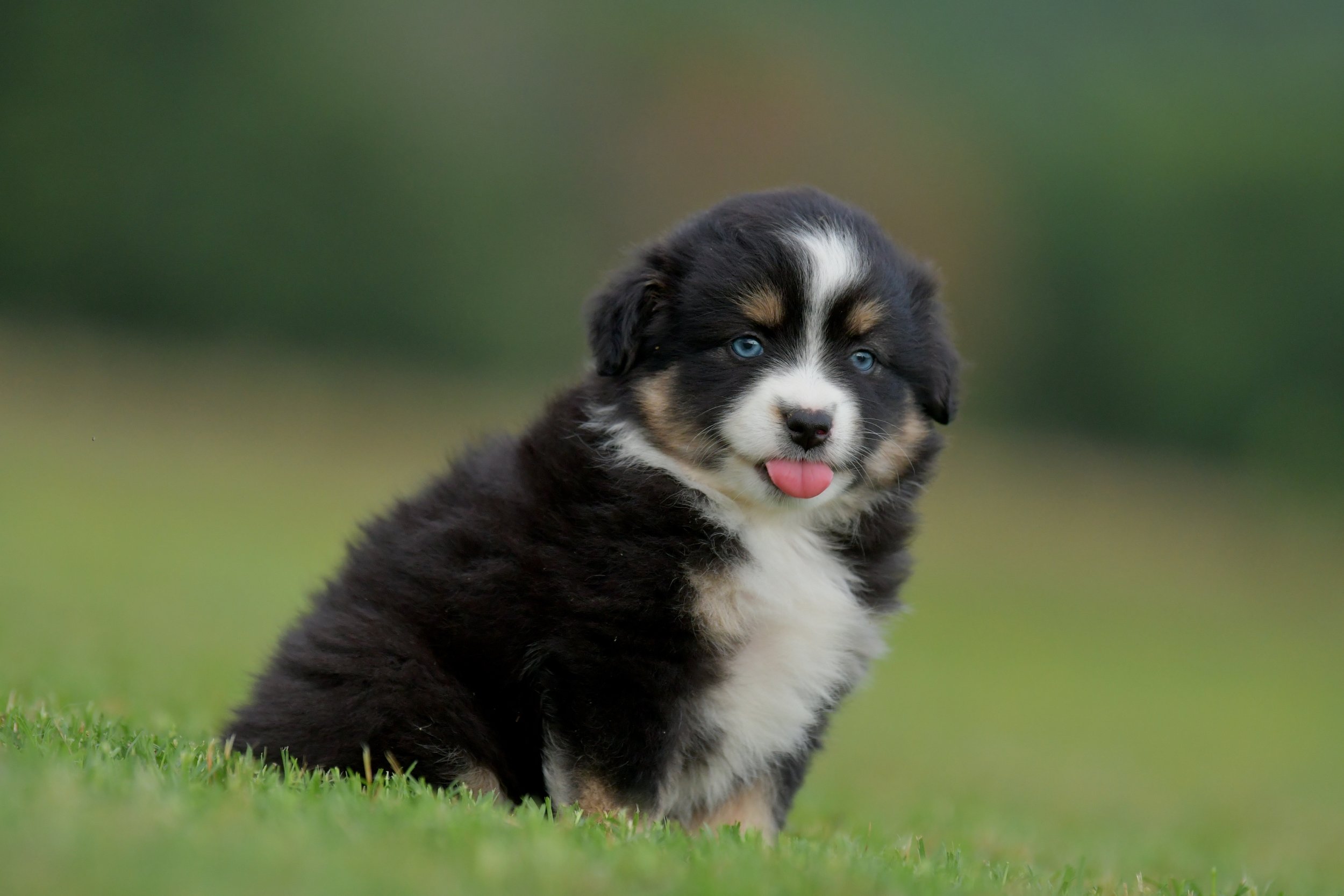 BOBA. Black Tri Female. $2500. 
