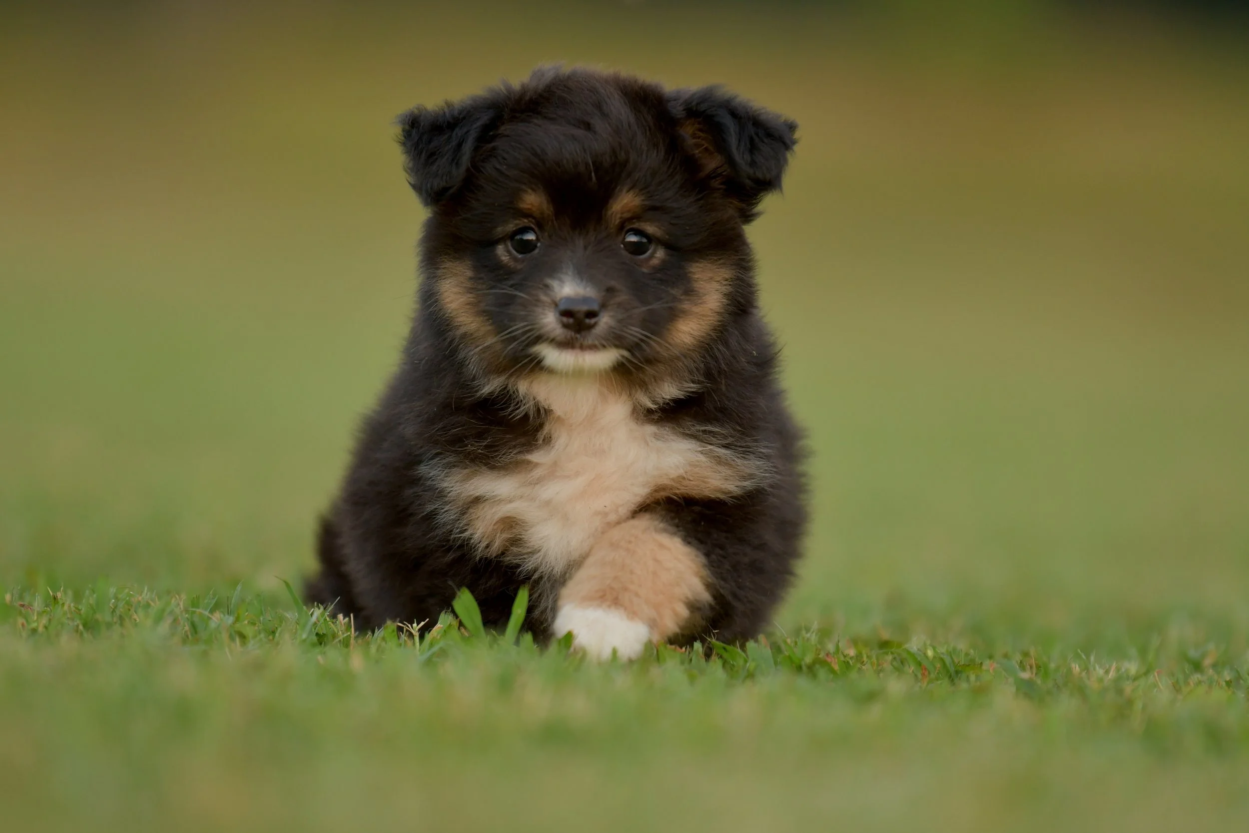 TREBLE. Black Tri Female. $1500. 
