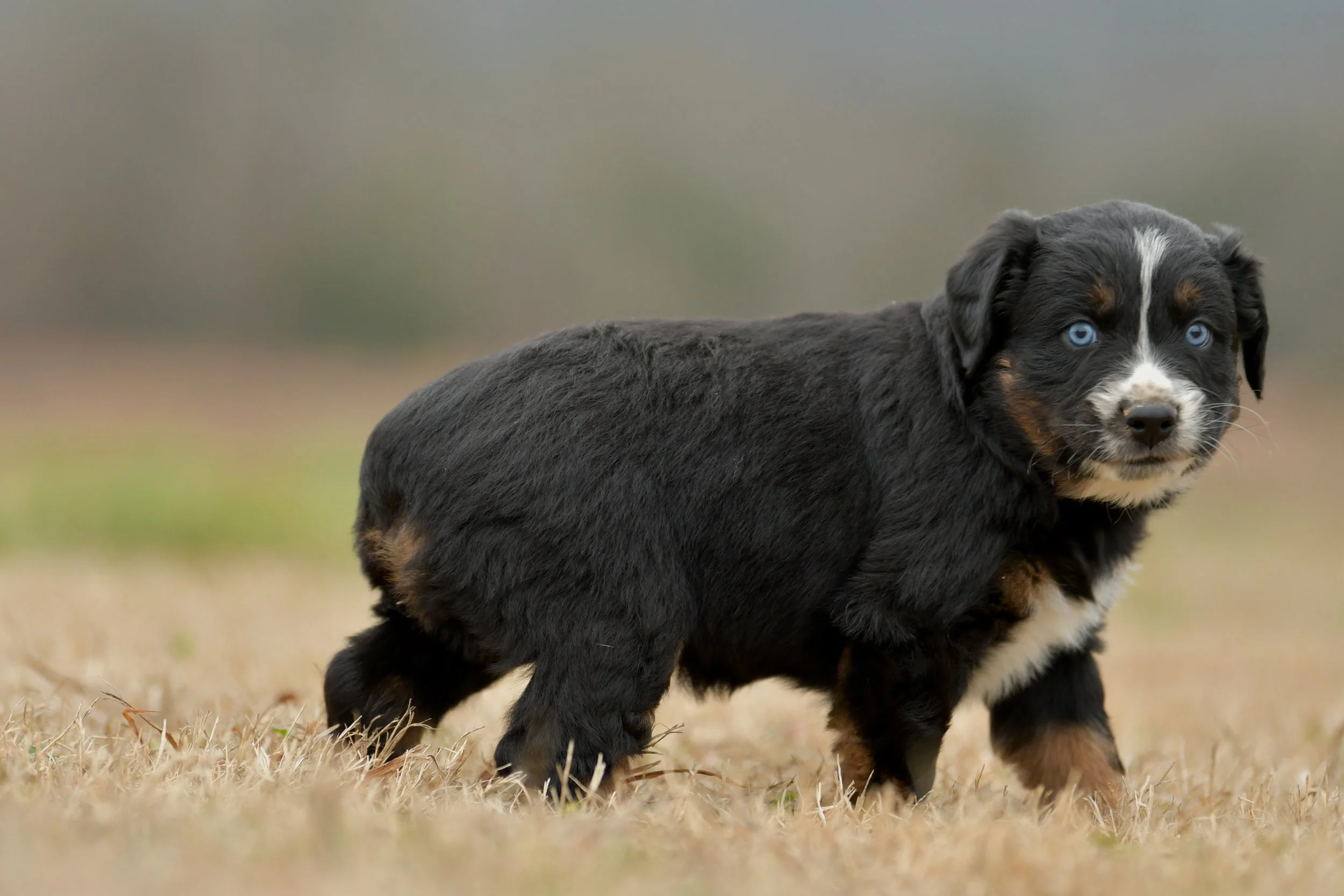 WILL. Black Tri Male. $1250. 