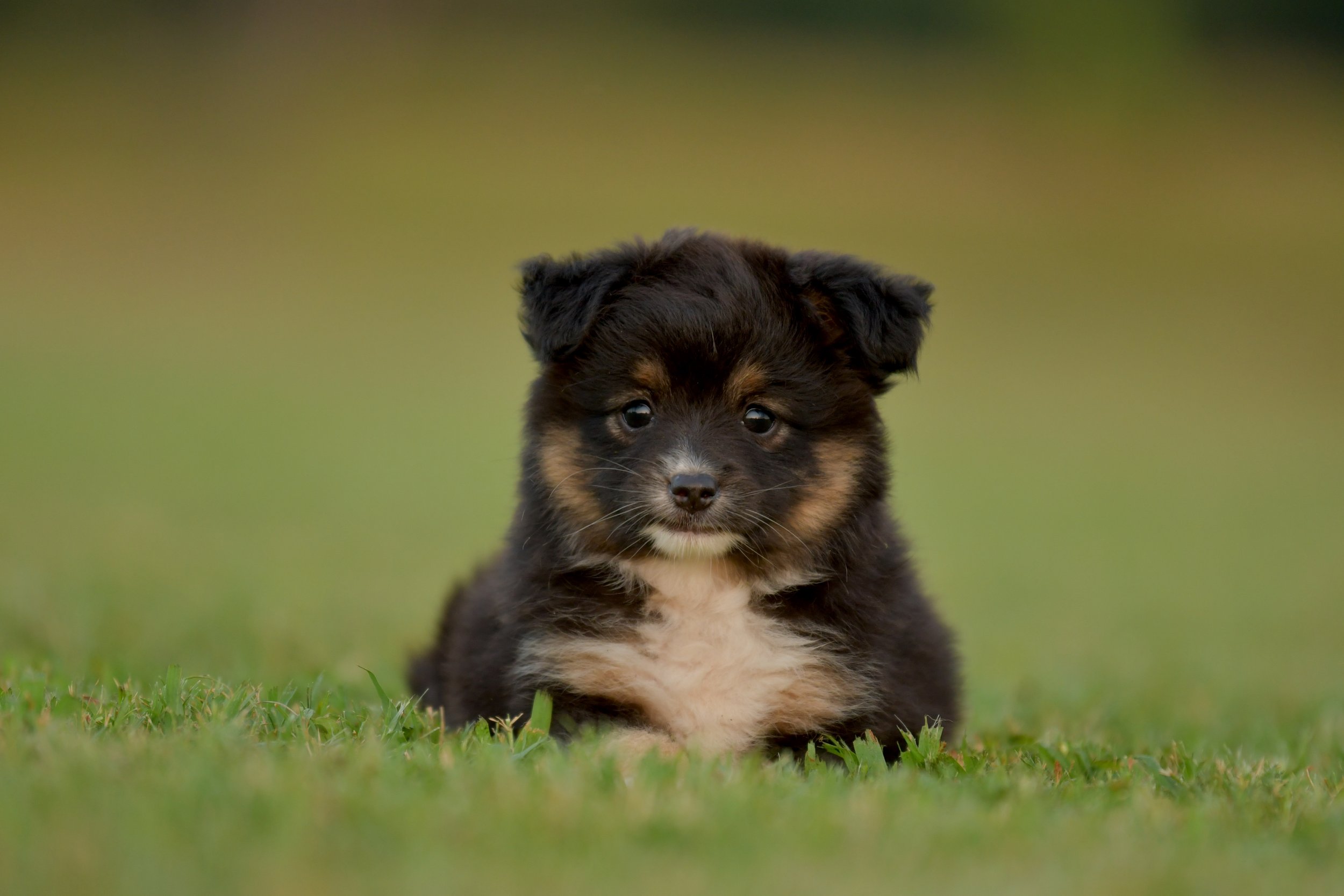 TREBLE. Black Tri Female. $1500. 
