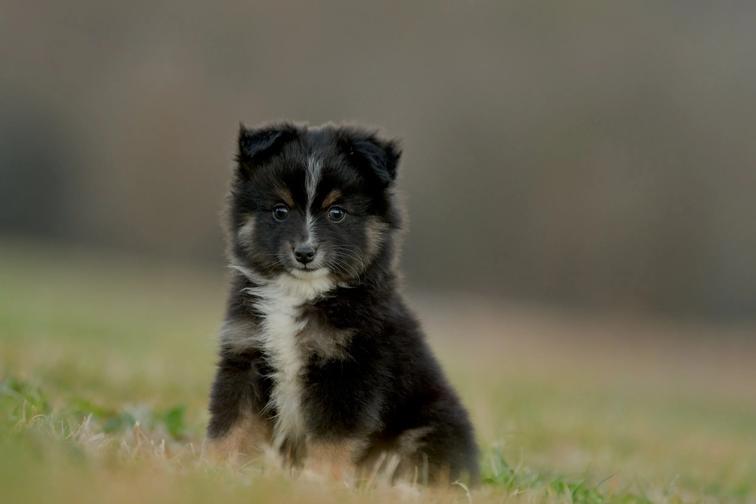 ANISE. Black Tri Female. $1500.