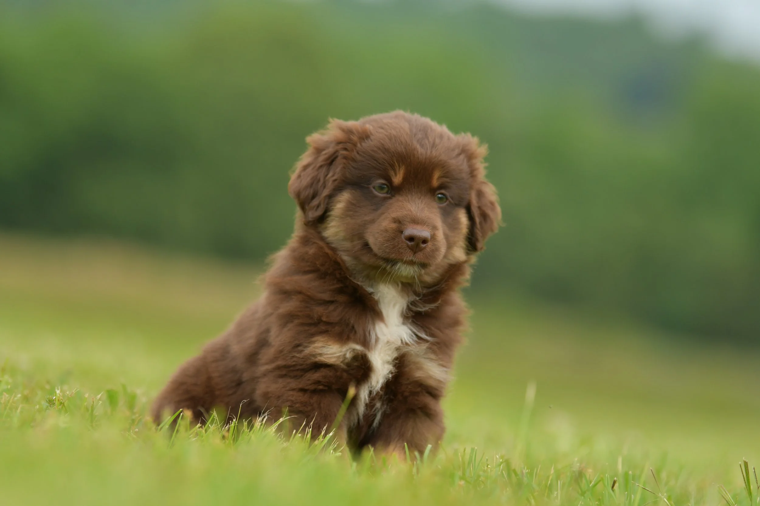 TOMI. Red Tri Male. $1000. 