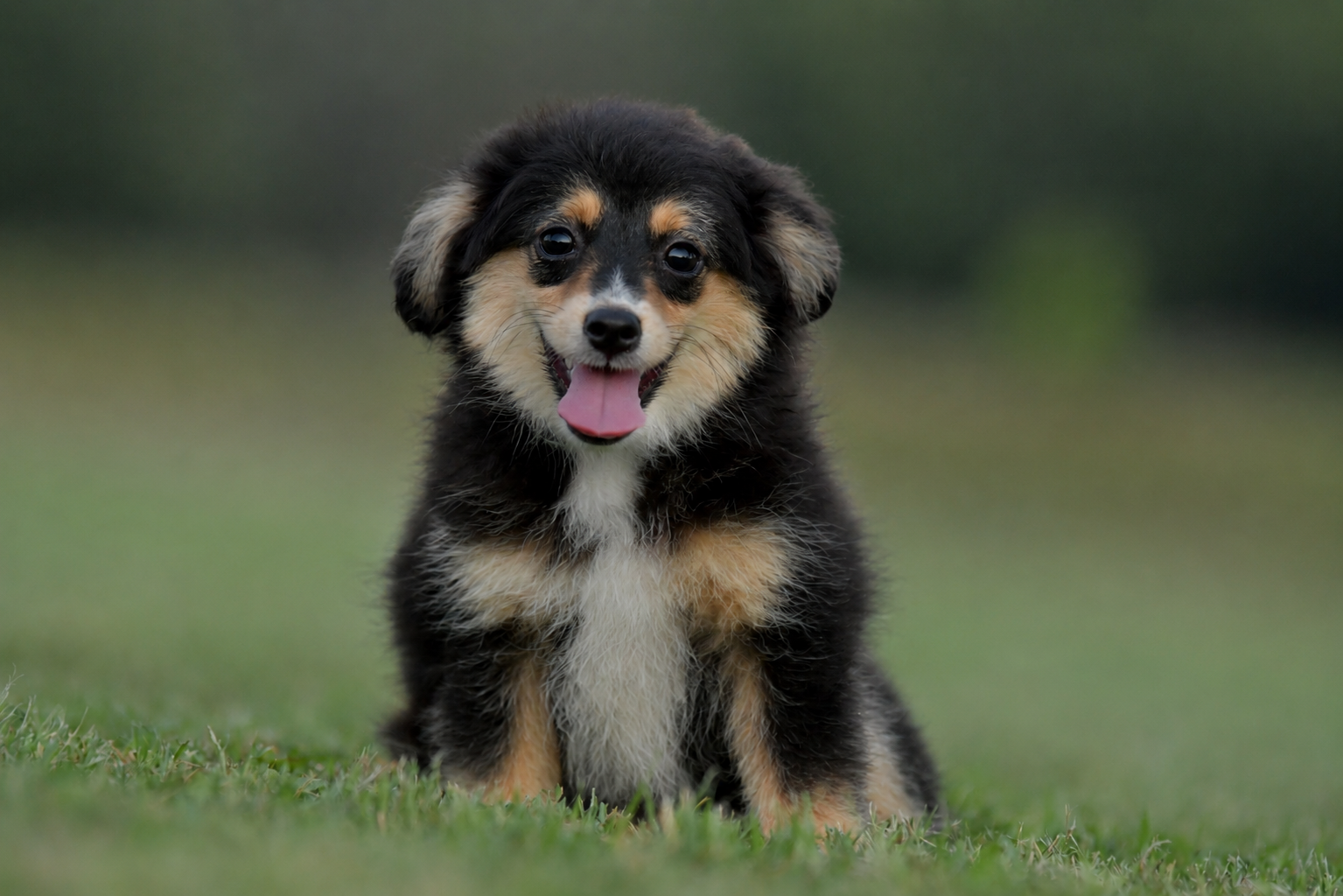 RUNE. Black Tri Male. $800 to a Pet Home. Inquire for Full Registration. 