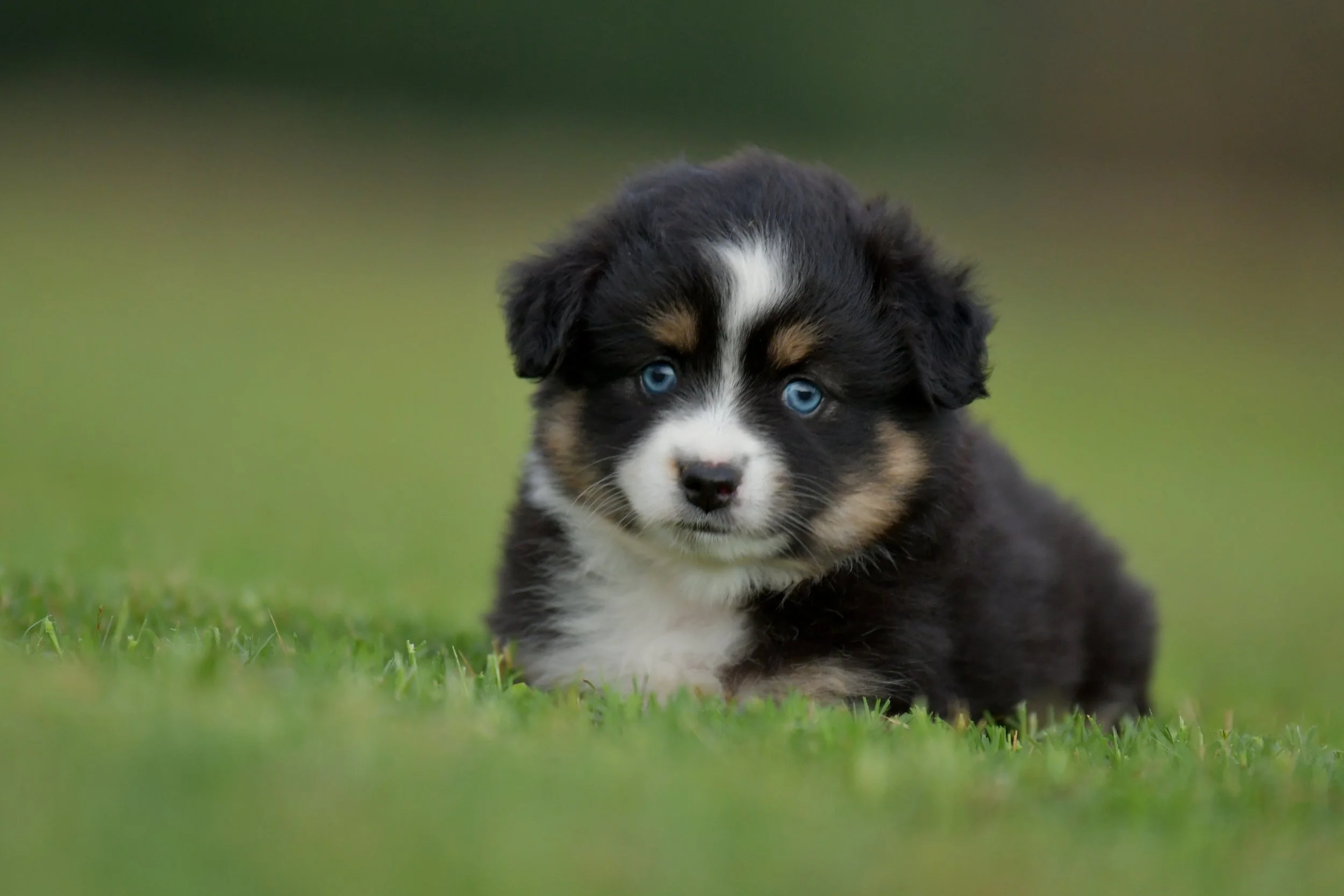 BOBA. Black Tri Female. $2500. 
