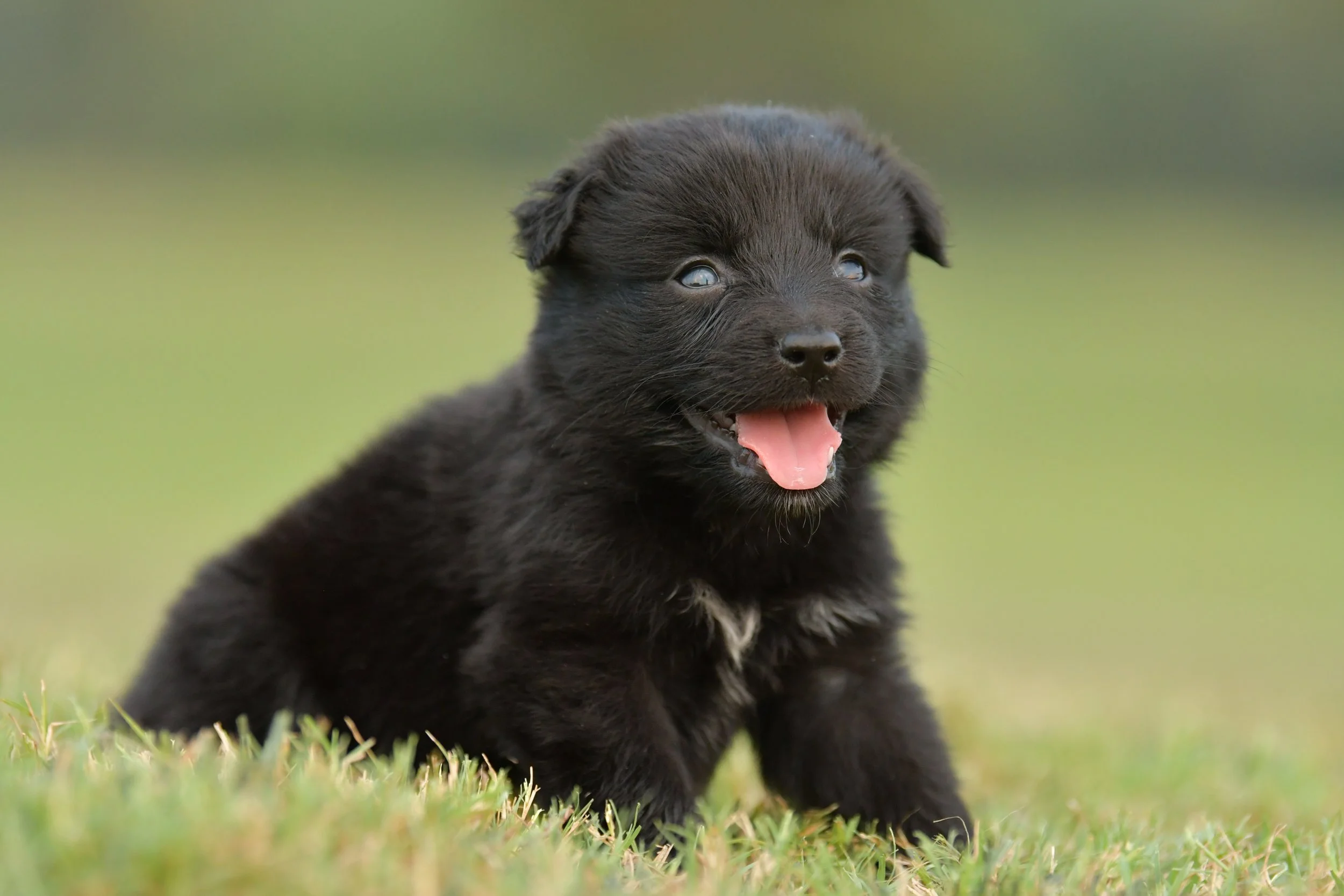 BRUCE. Black Bi Male. $800.