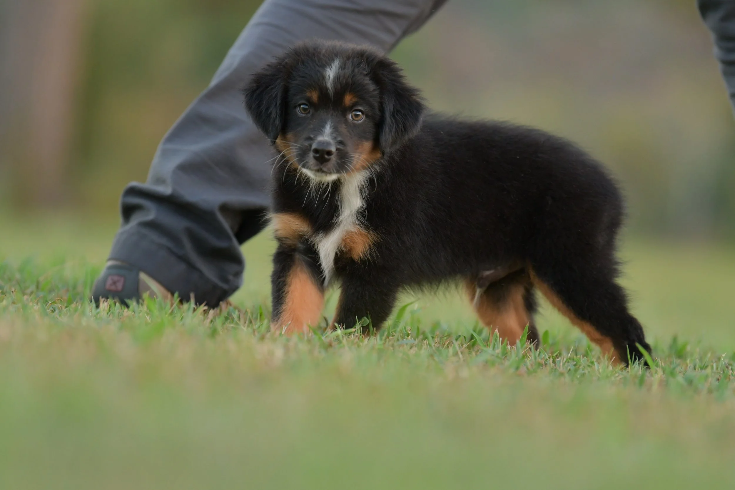 GRINDYLOW. Black Tri Male. $800.
