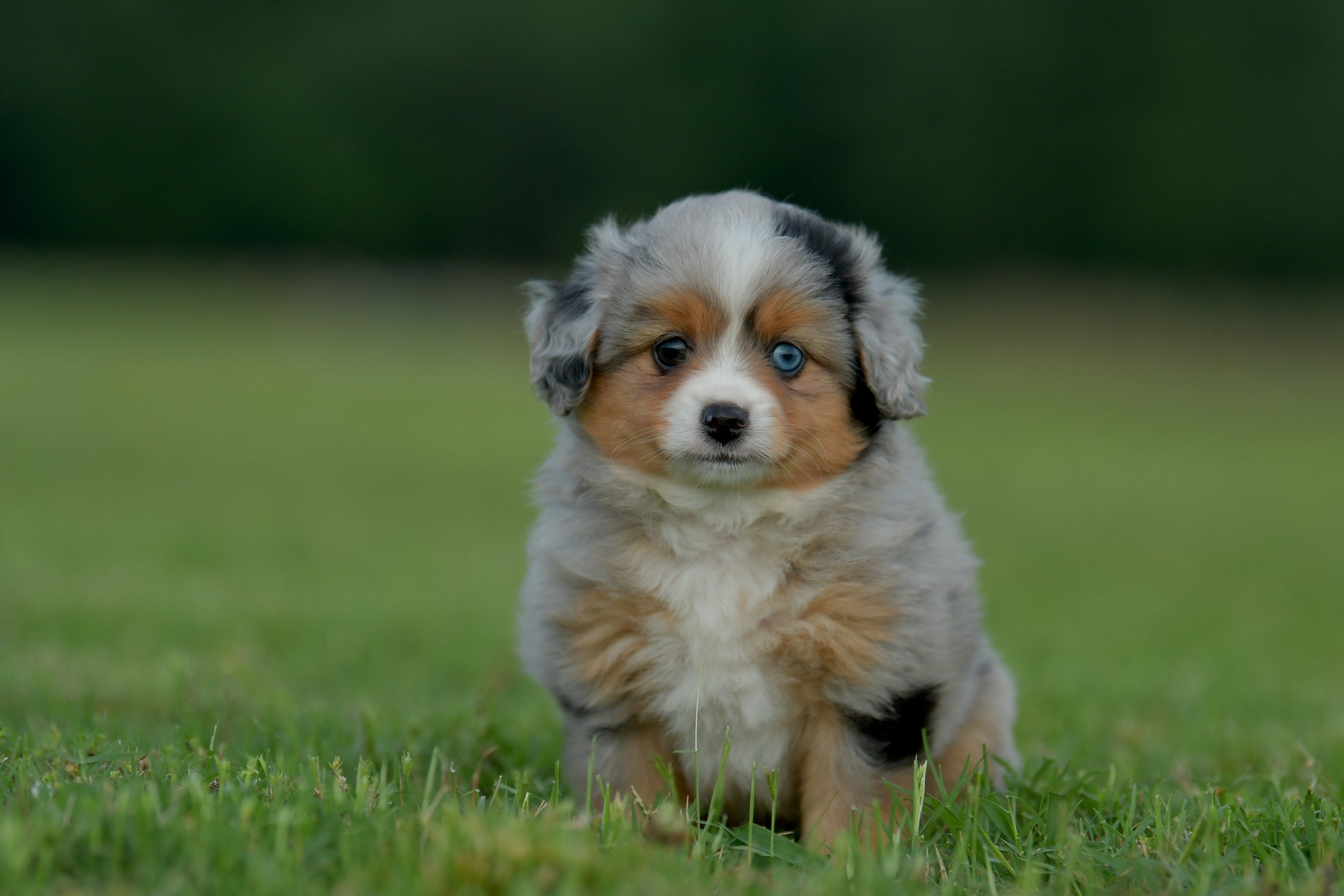 GROGU. Blue Merle Male. RESERVED.