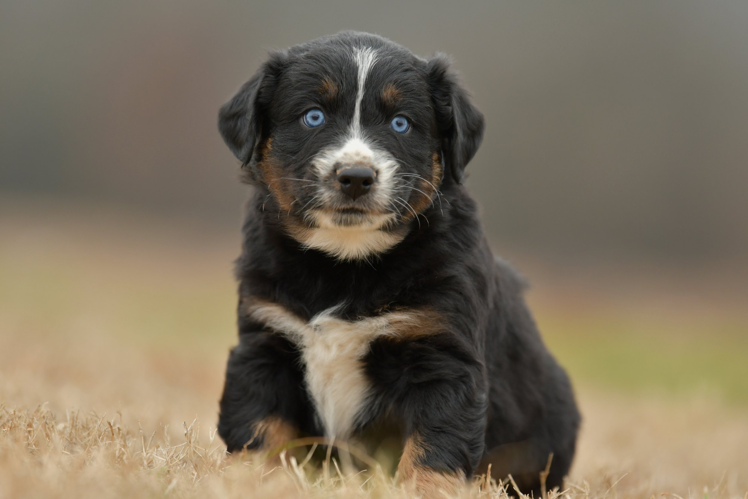 WILL. Black Tri Male. $1250. 
