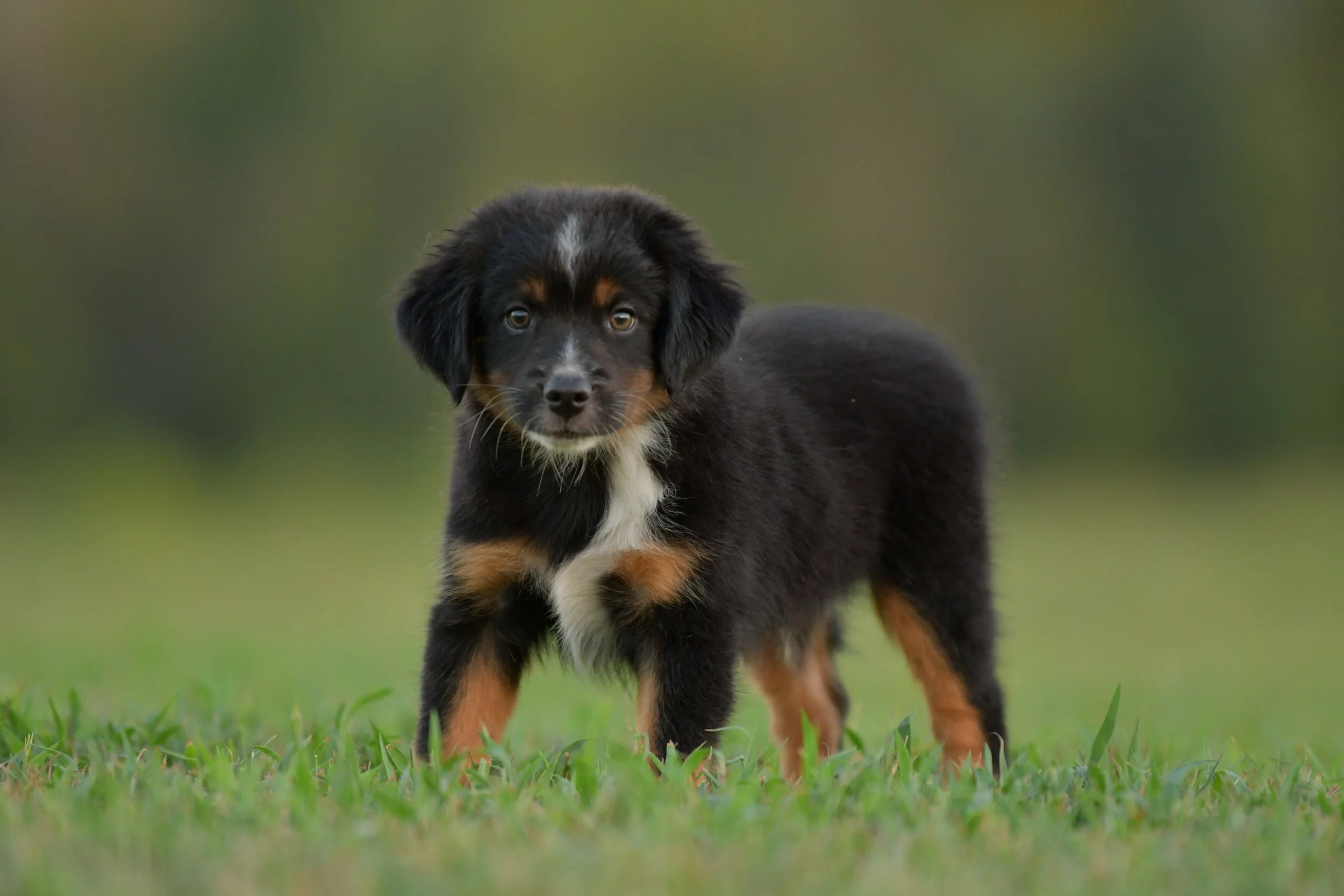 GRINDYLOW. Black Tri Male. $800.