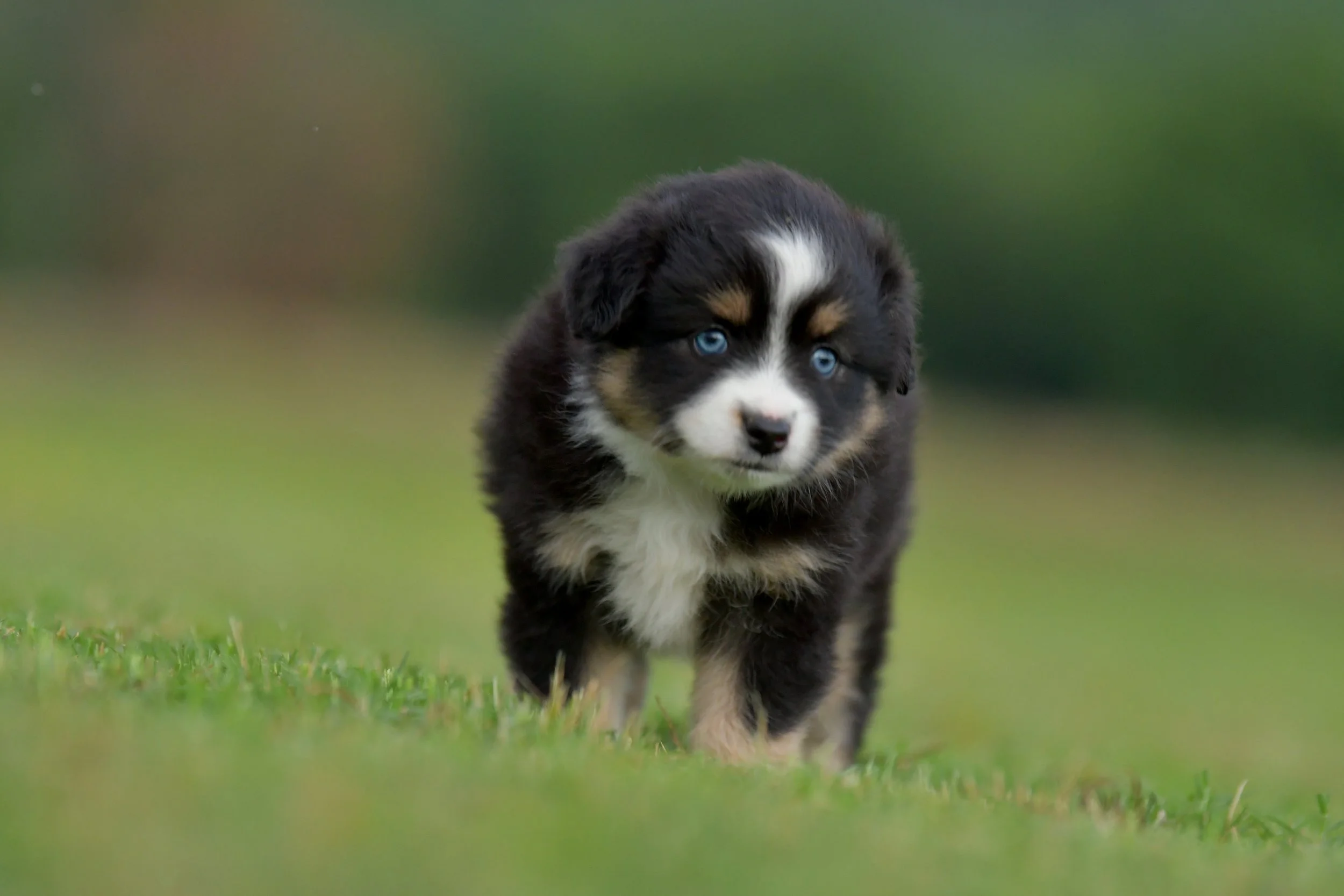 BOBA. Black Tri Female. $2500. 