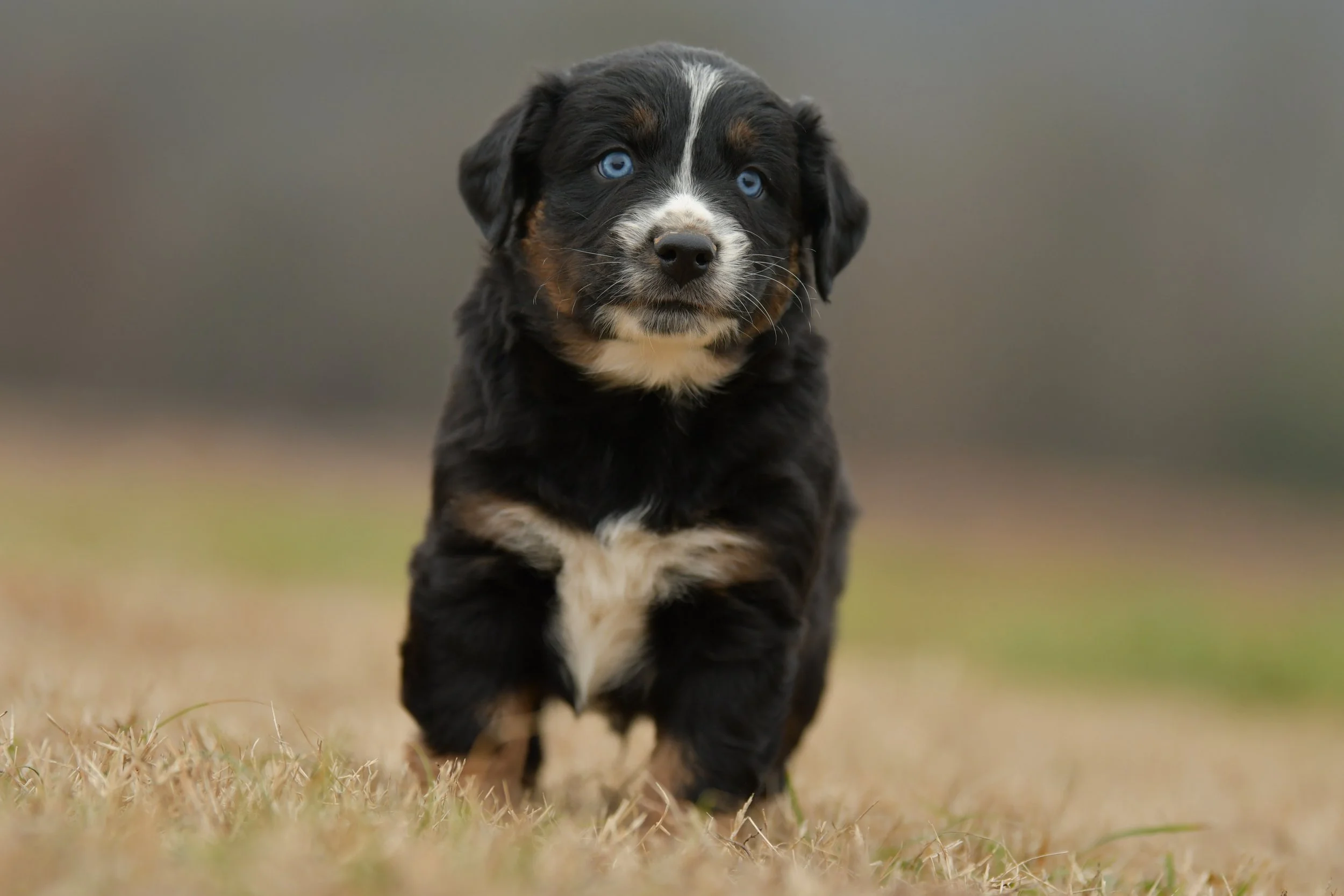 WILL. Black Tri Male. $1250. 