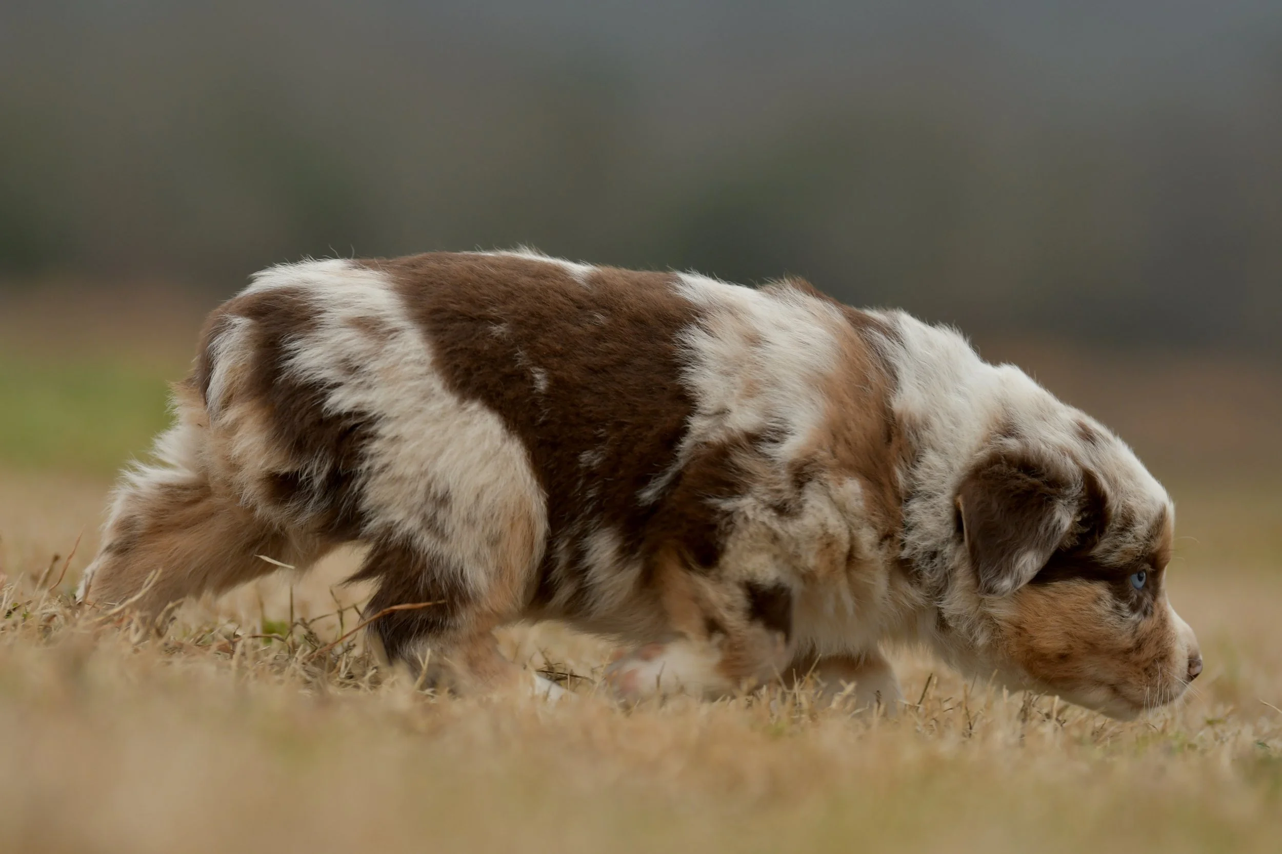FLETCHER. Red Merle Male. RESERVED. 