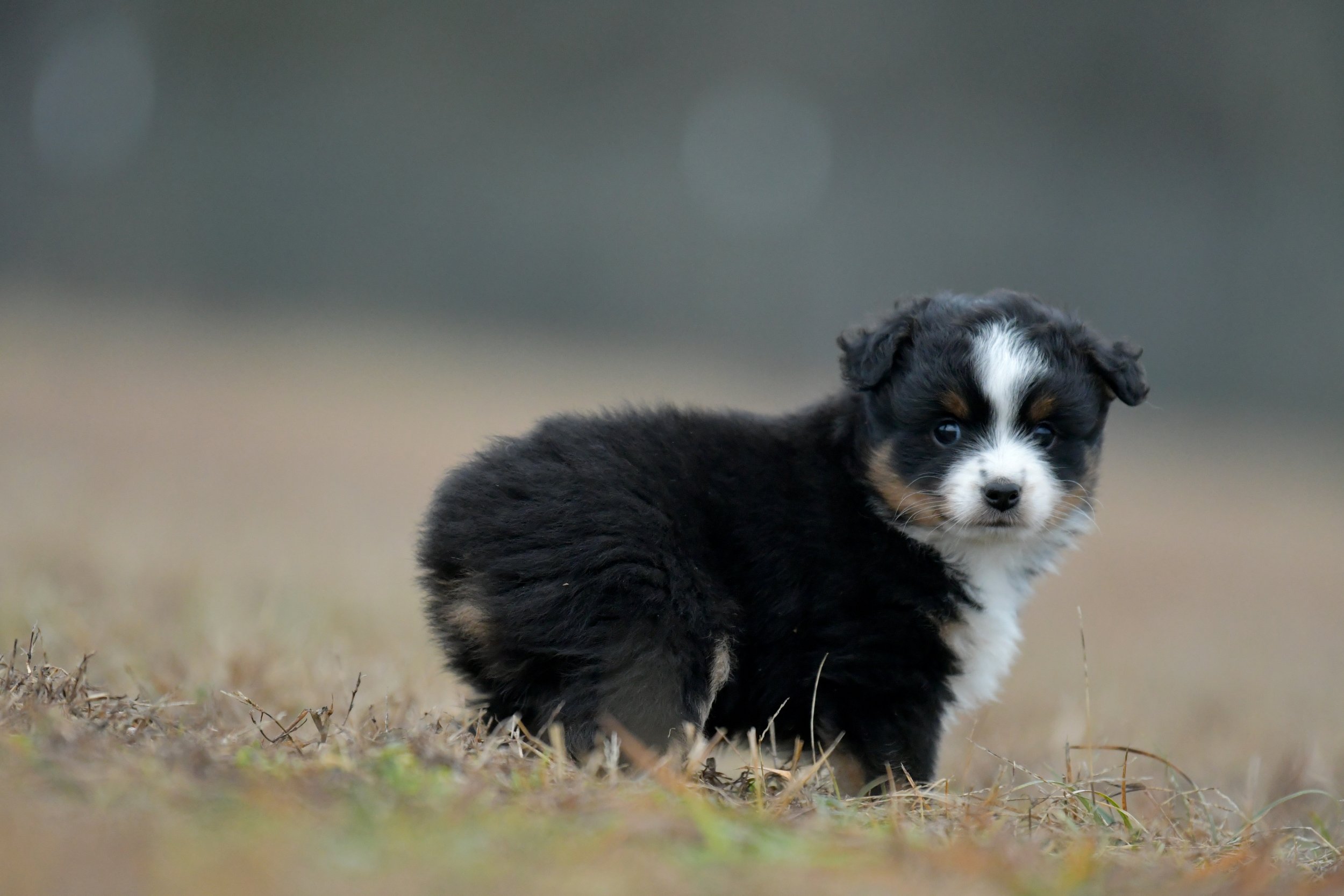 GLEAM. Black Tri Male. $1250. 