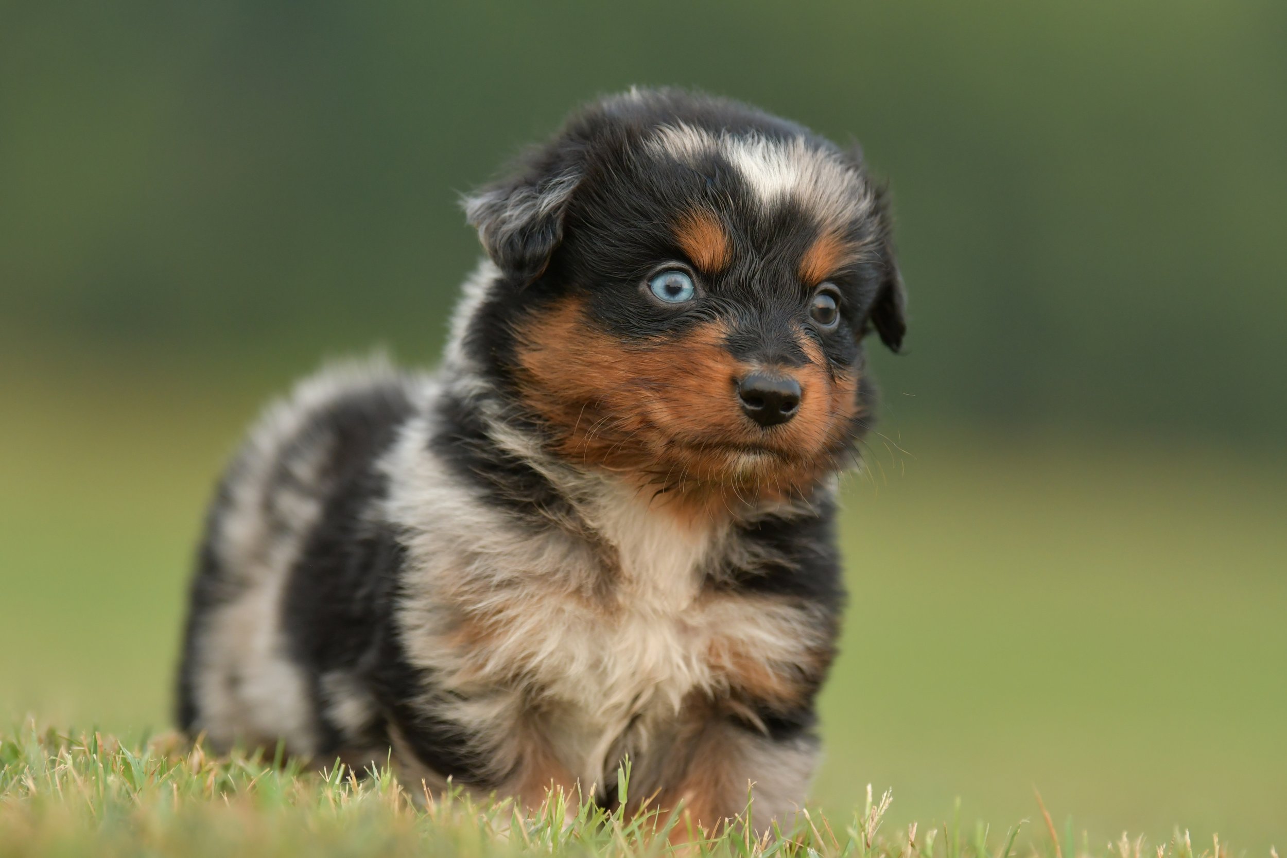 NED. Blue Merle Male. $2500. 