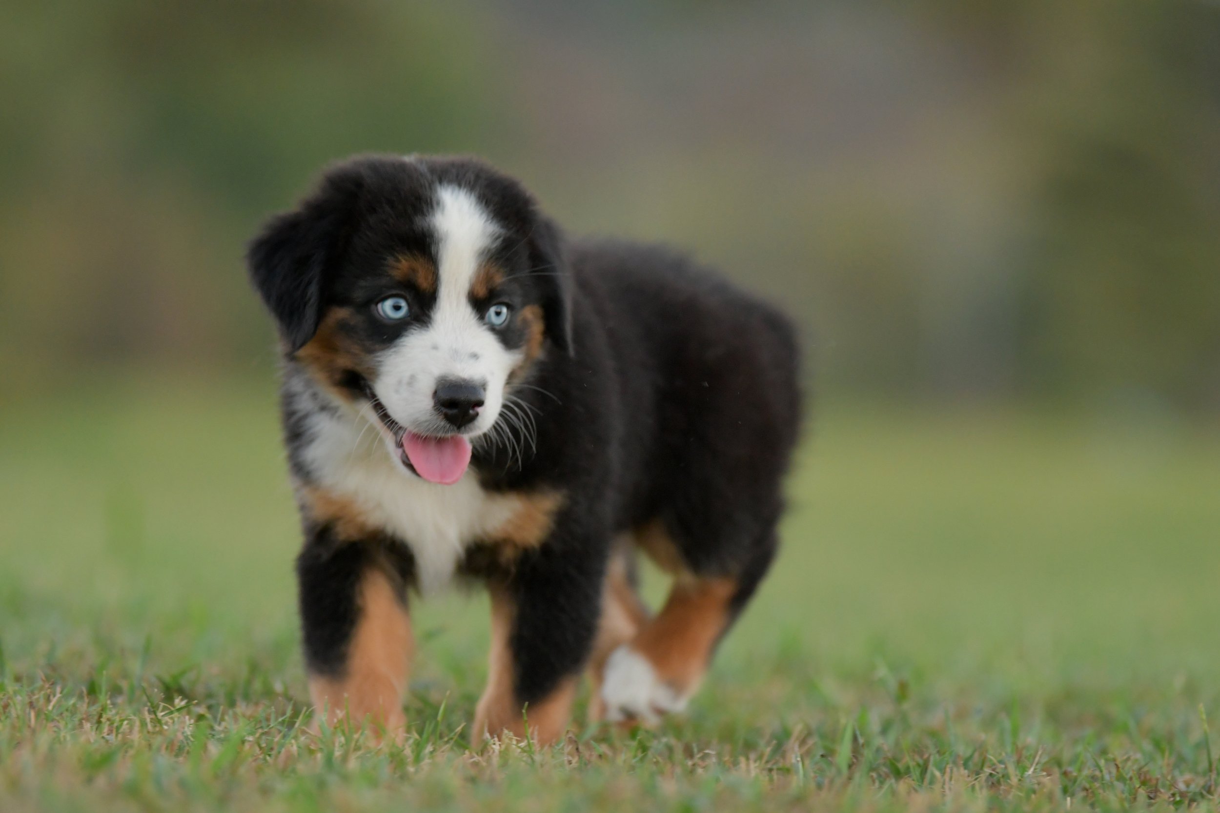 KELPIE. Black Tri Male. $1350. 