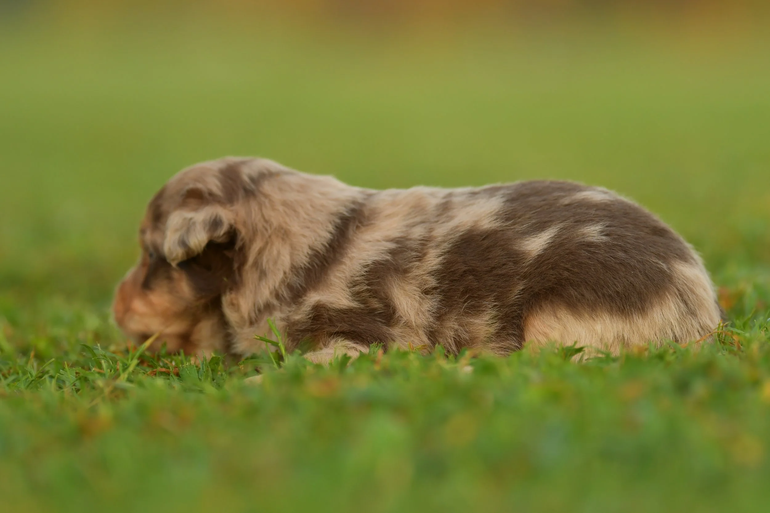ODYSSEUS. Red Merle Male. $2500. 