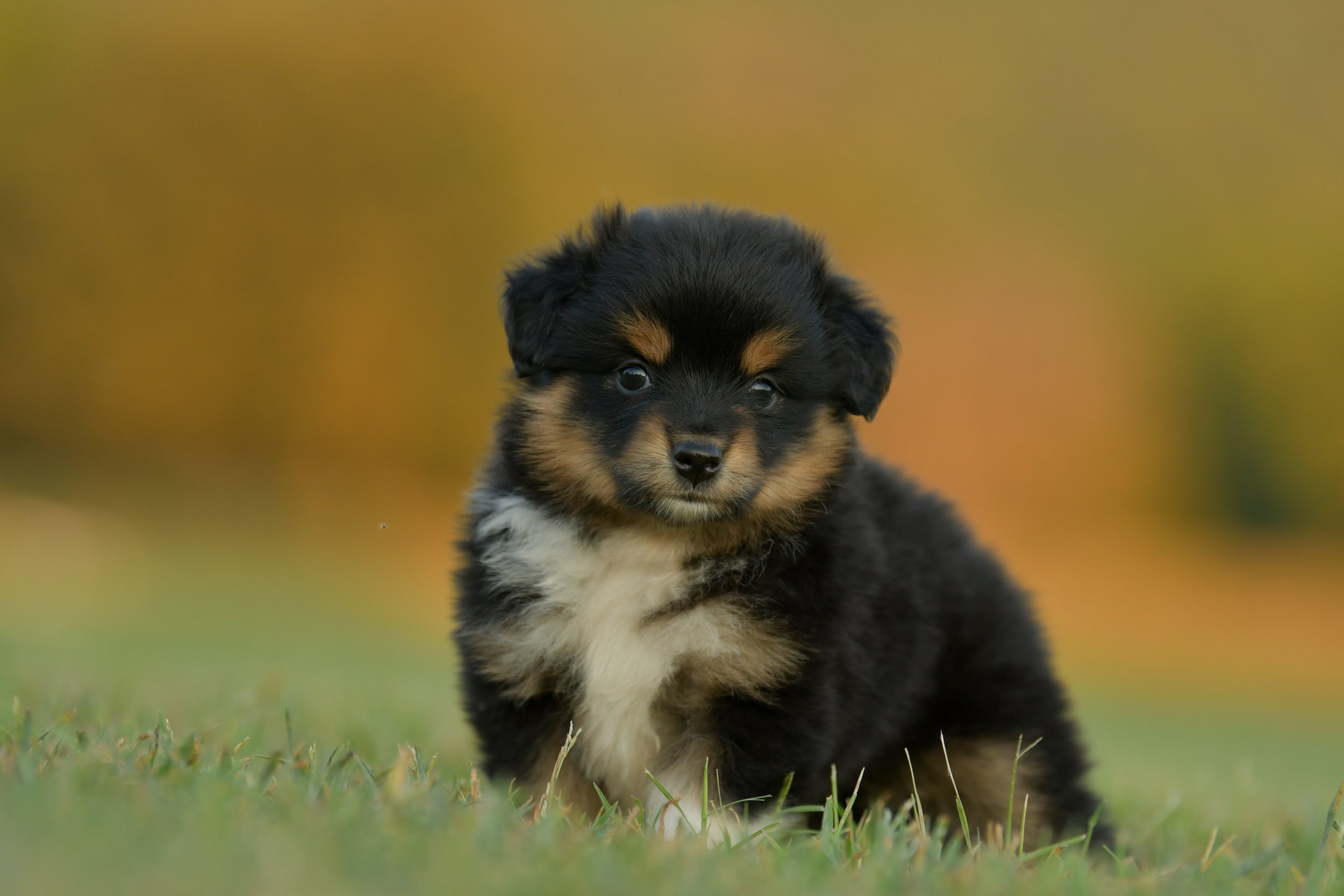 DUSKY. Black Tri Female. $1350. 