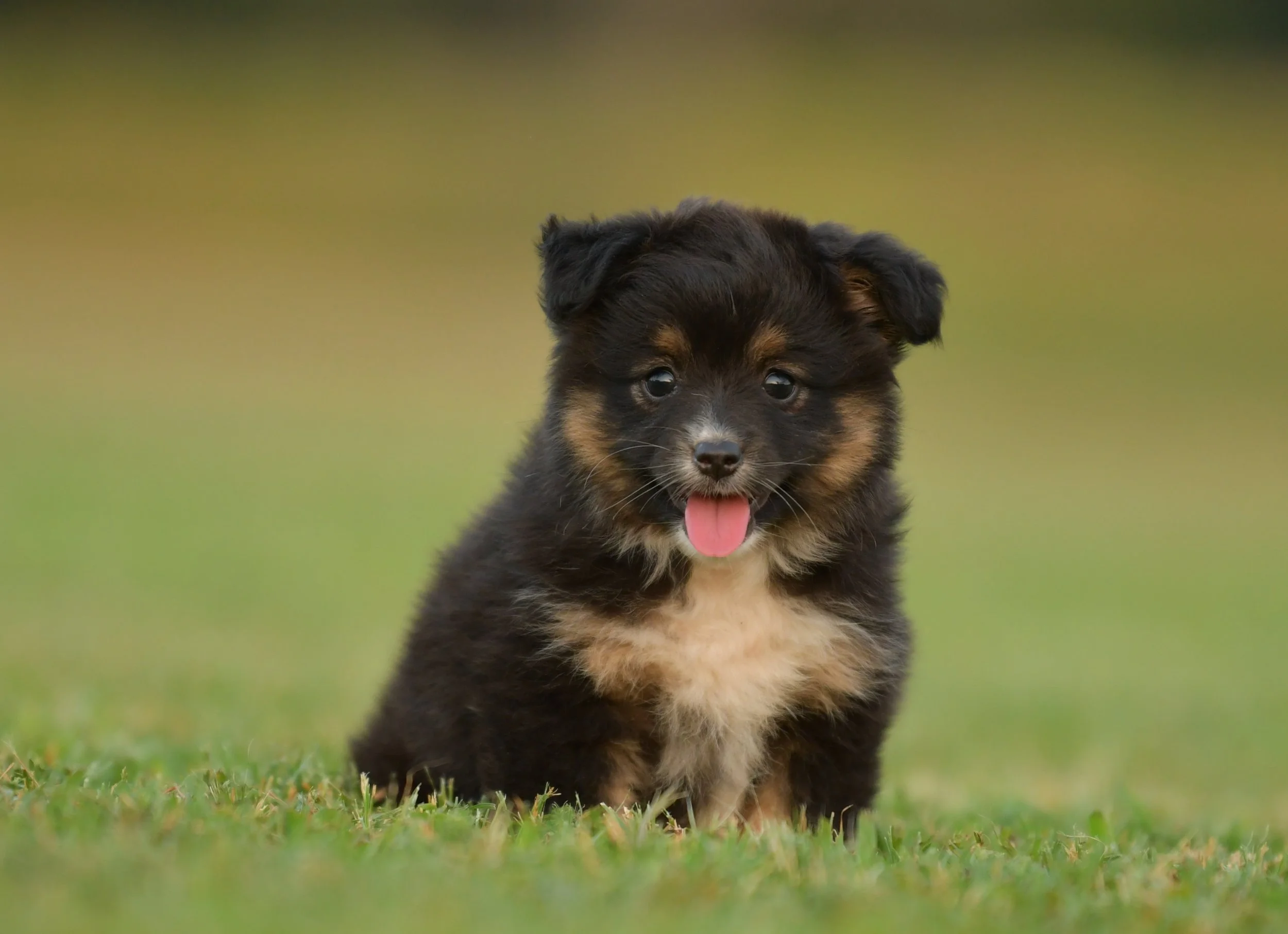 TREBLE. Black Tri Female. $1500. 