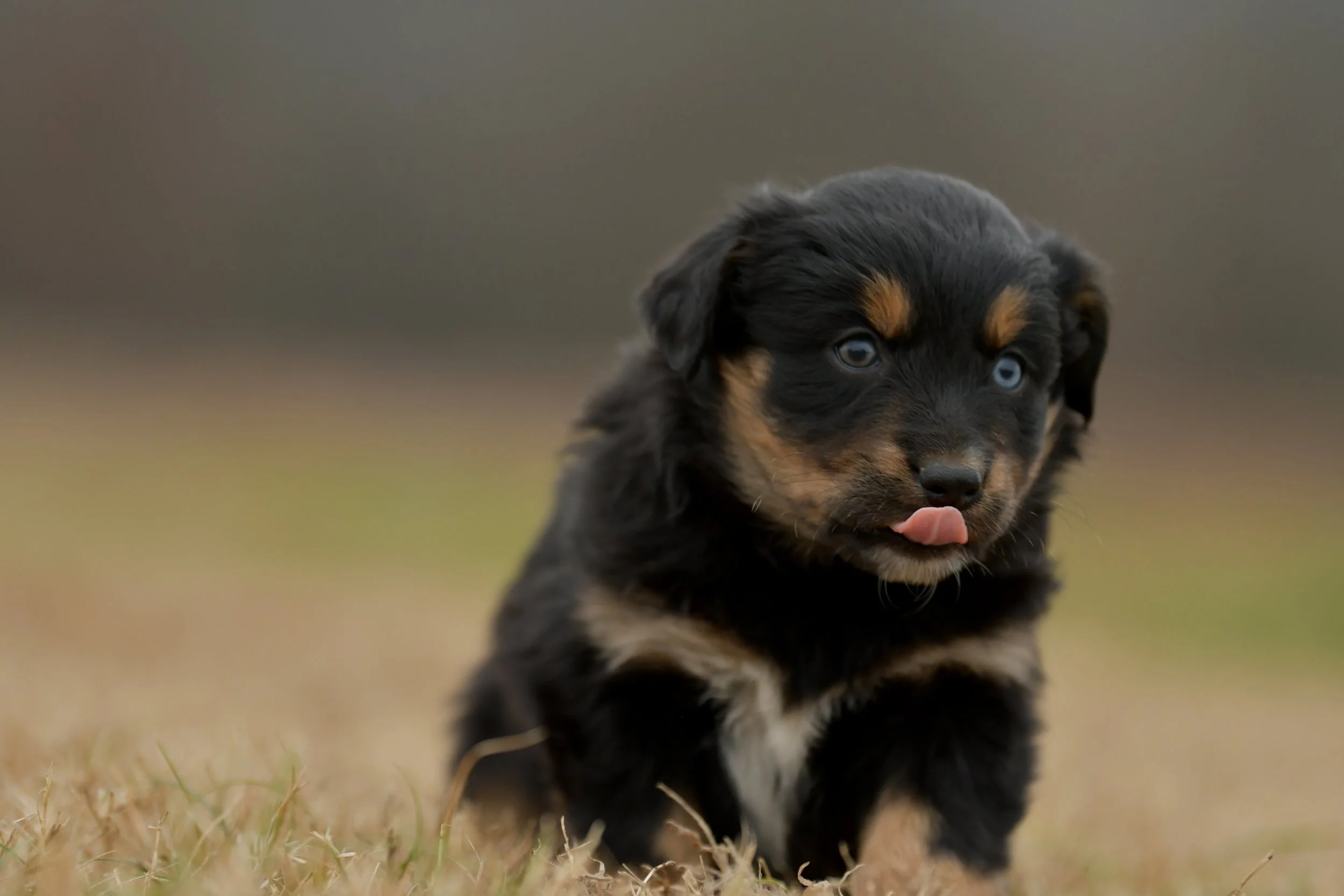 VERA. Black Tri Female. $1000. 