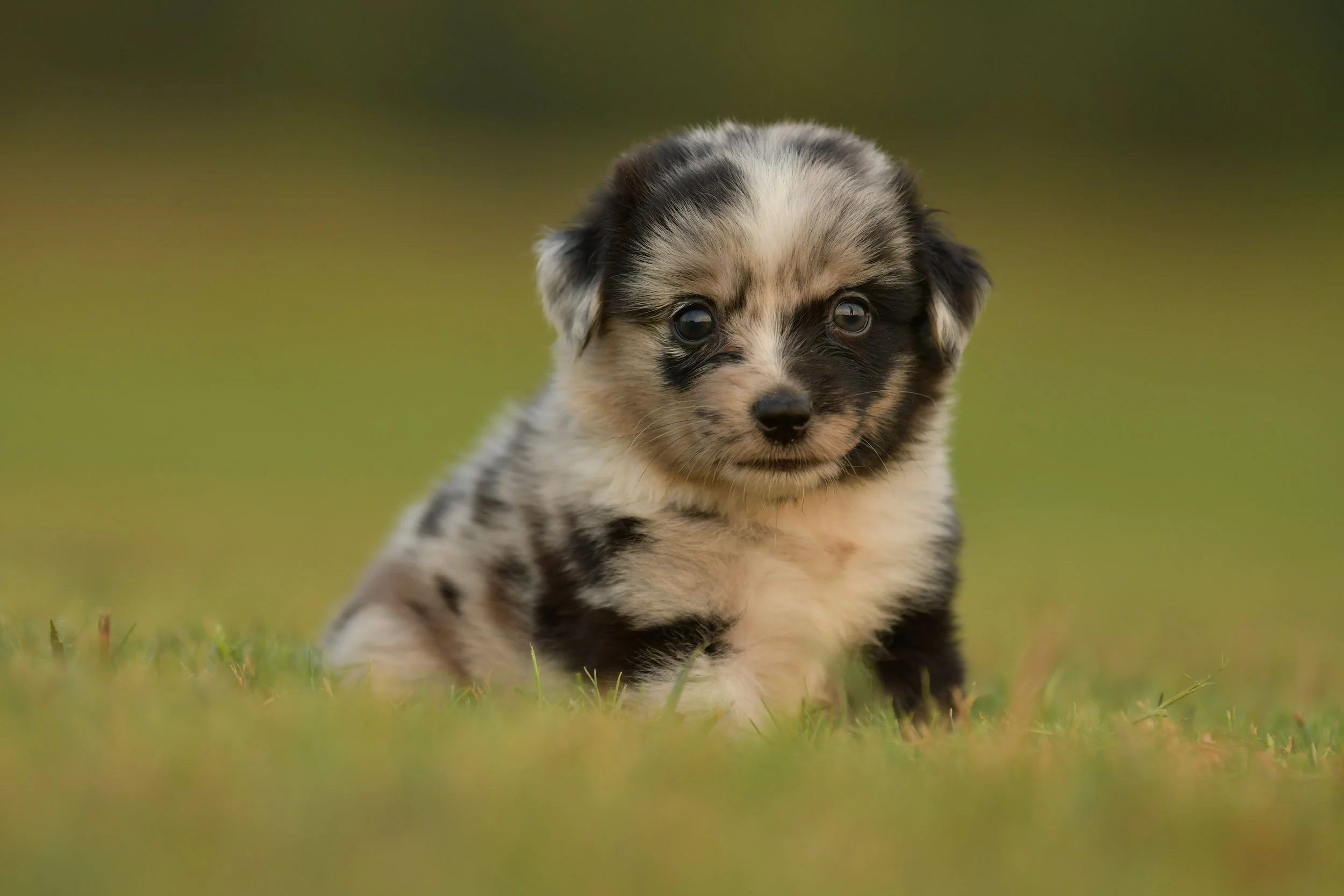 JEAN. Blue Merle Female. $3500. 