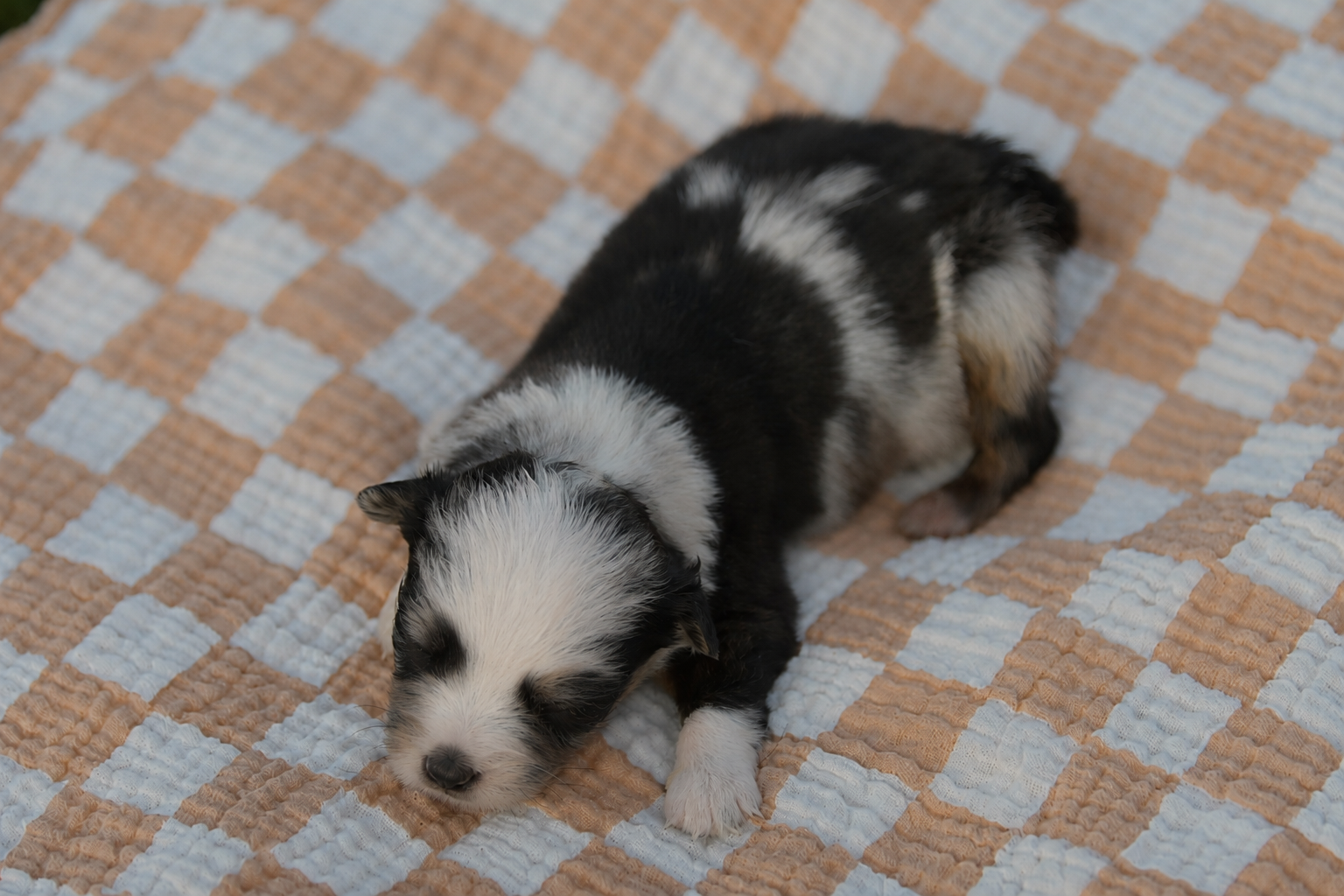 SALLY. Blue Merle Female. RESERVED. 