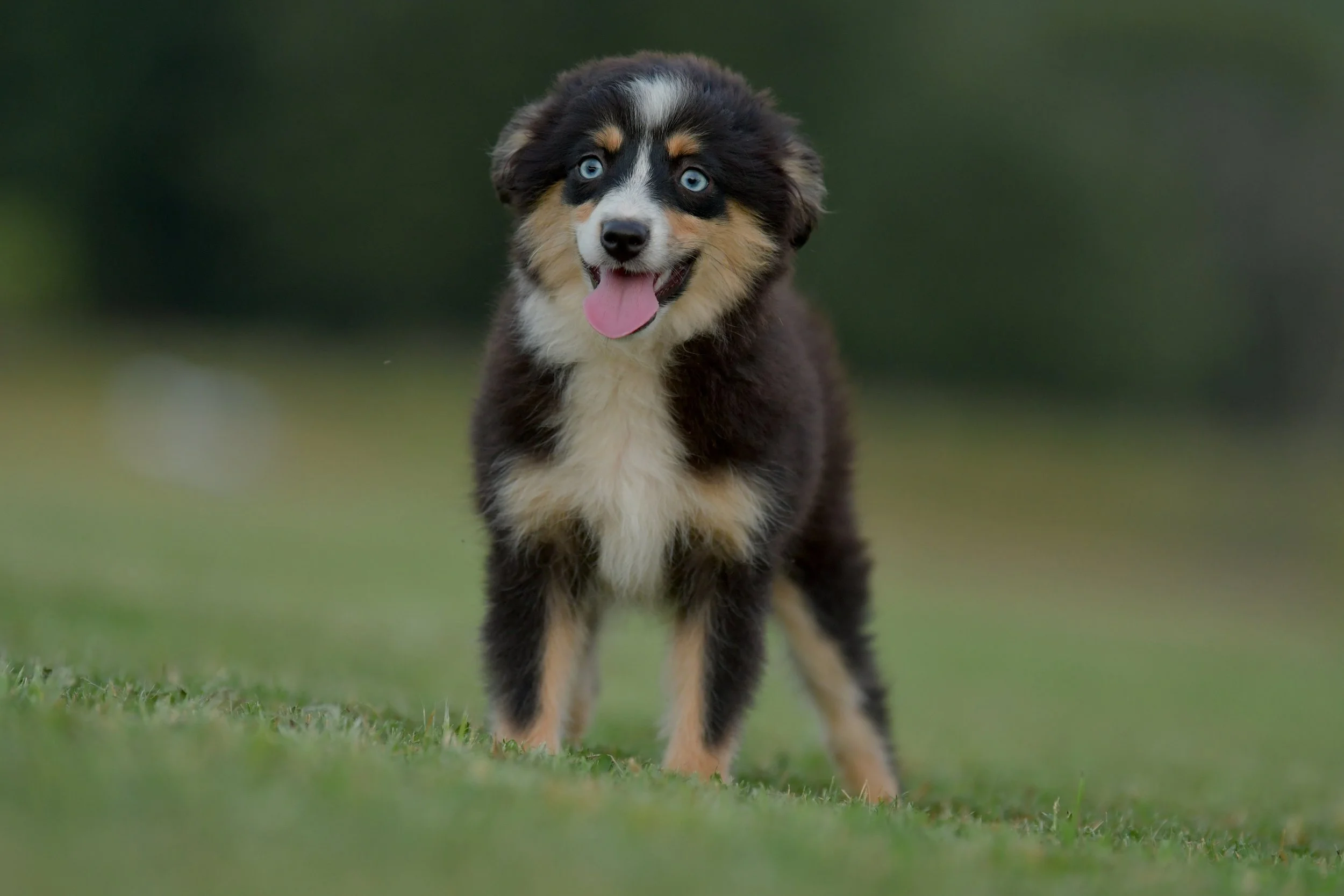 BOBA. Black Tri Female. $1650 to a pet home. Inquire for Full Registration. 