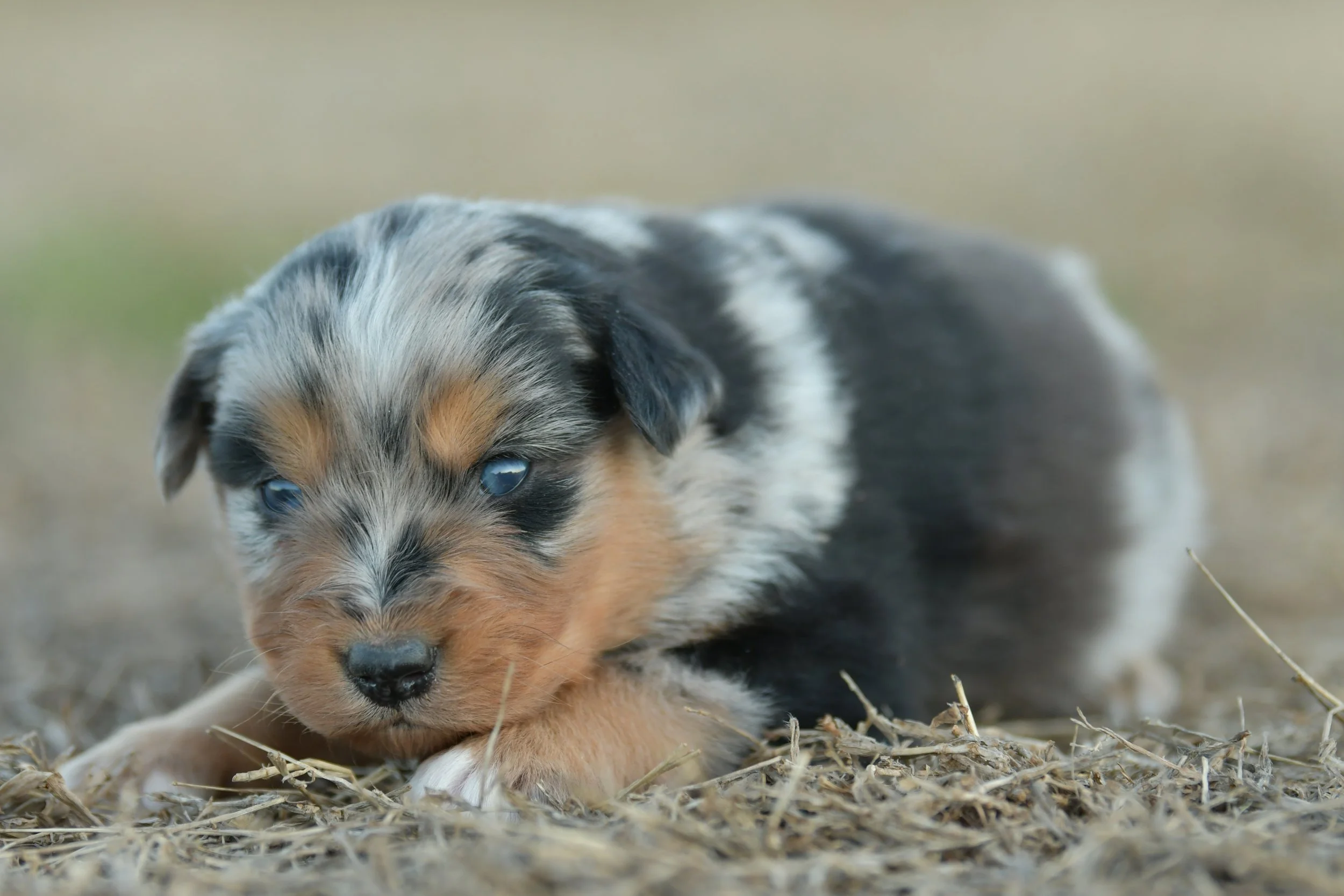 SAMUEL. Blue Merle Male. $2500. 