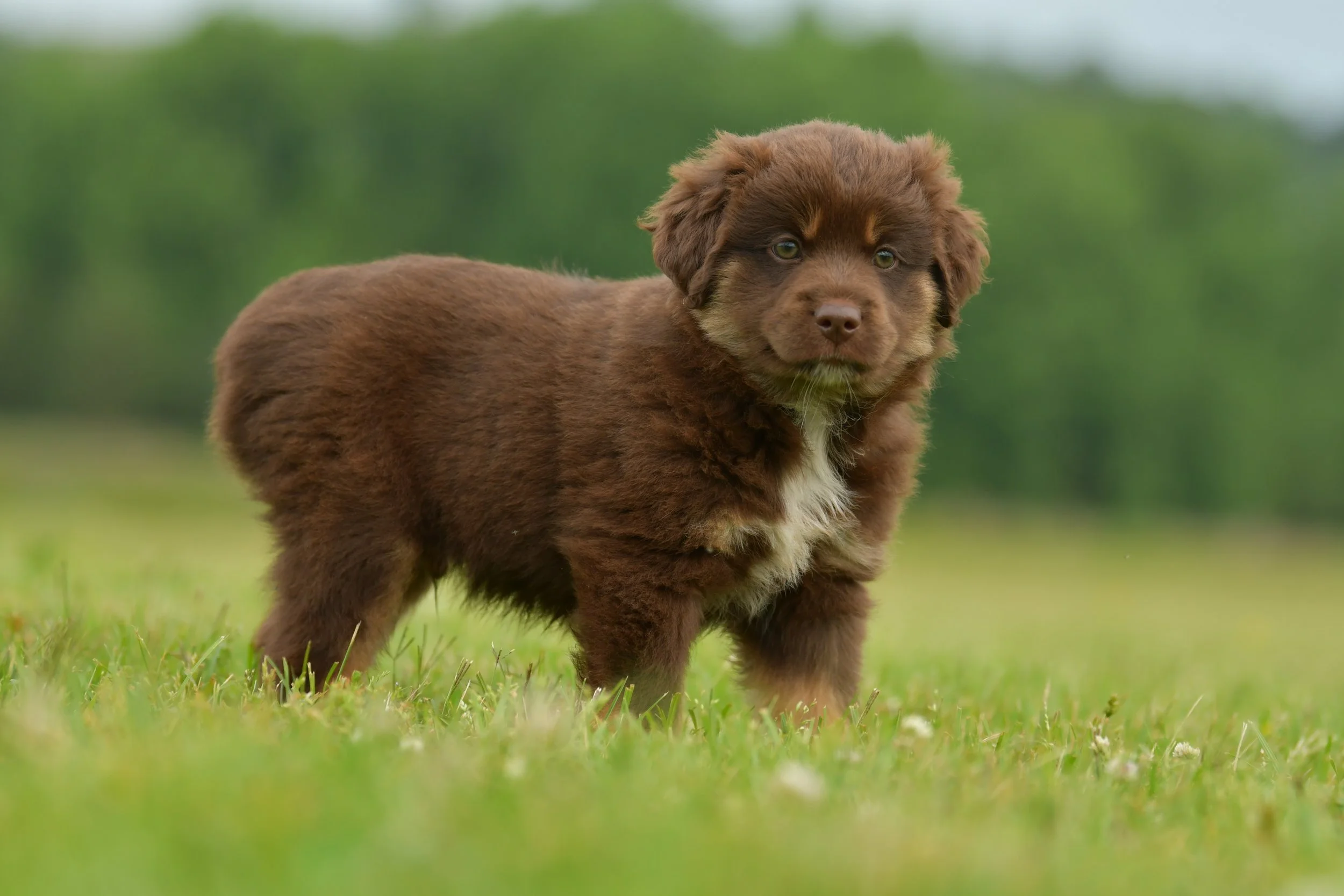 TOMI. Red Tri Male. $1000. 