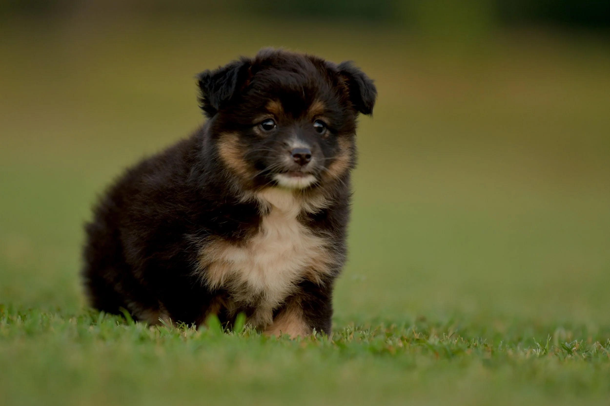 TREBLE. Black Tri Female. $1500. 