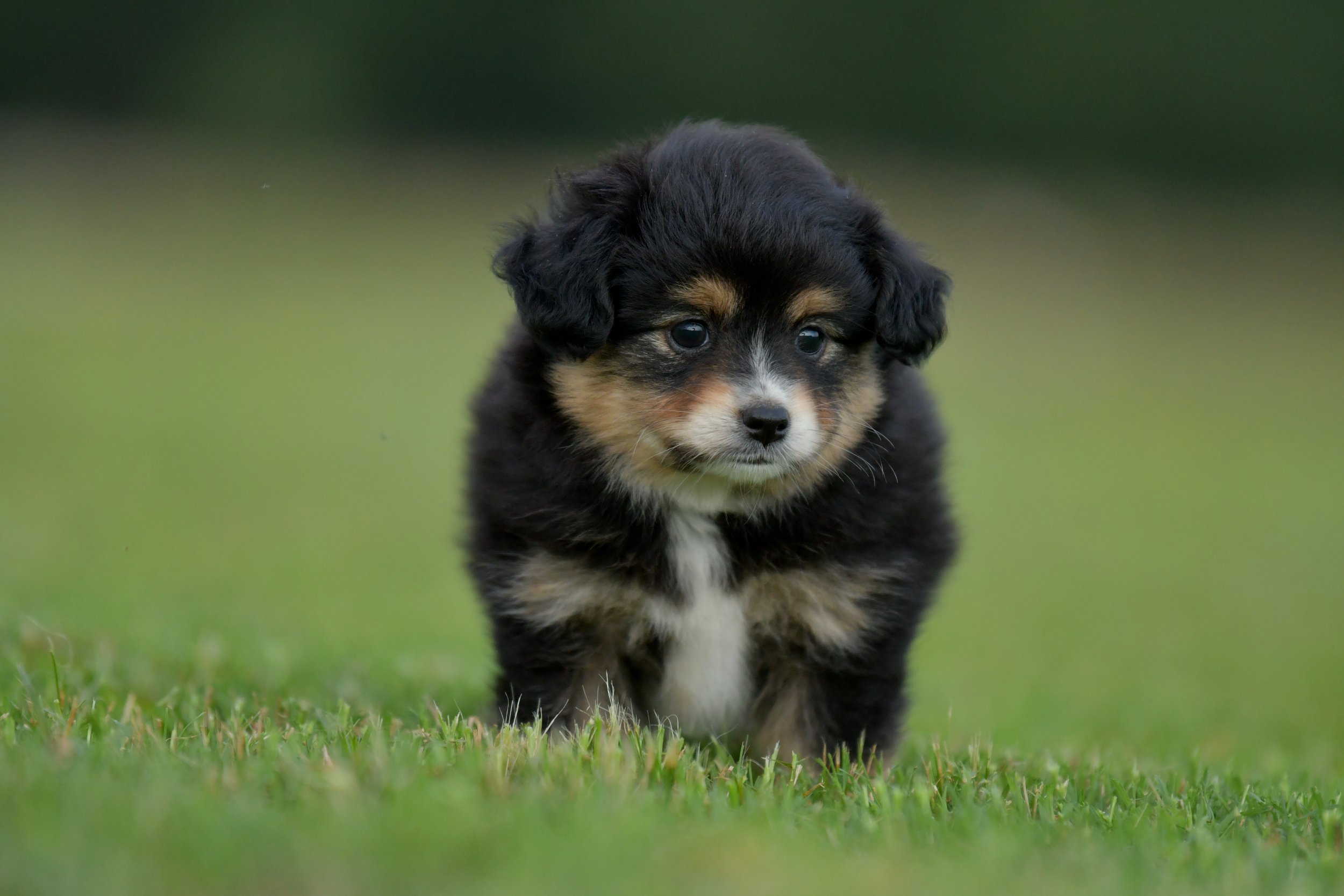 RUNE. Black Tri Male. $1800. 