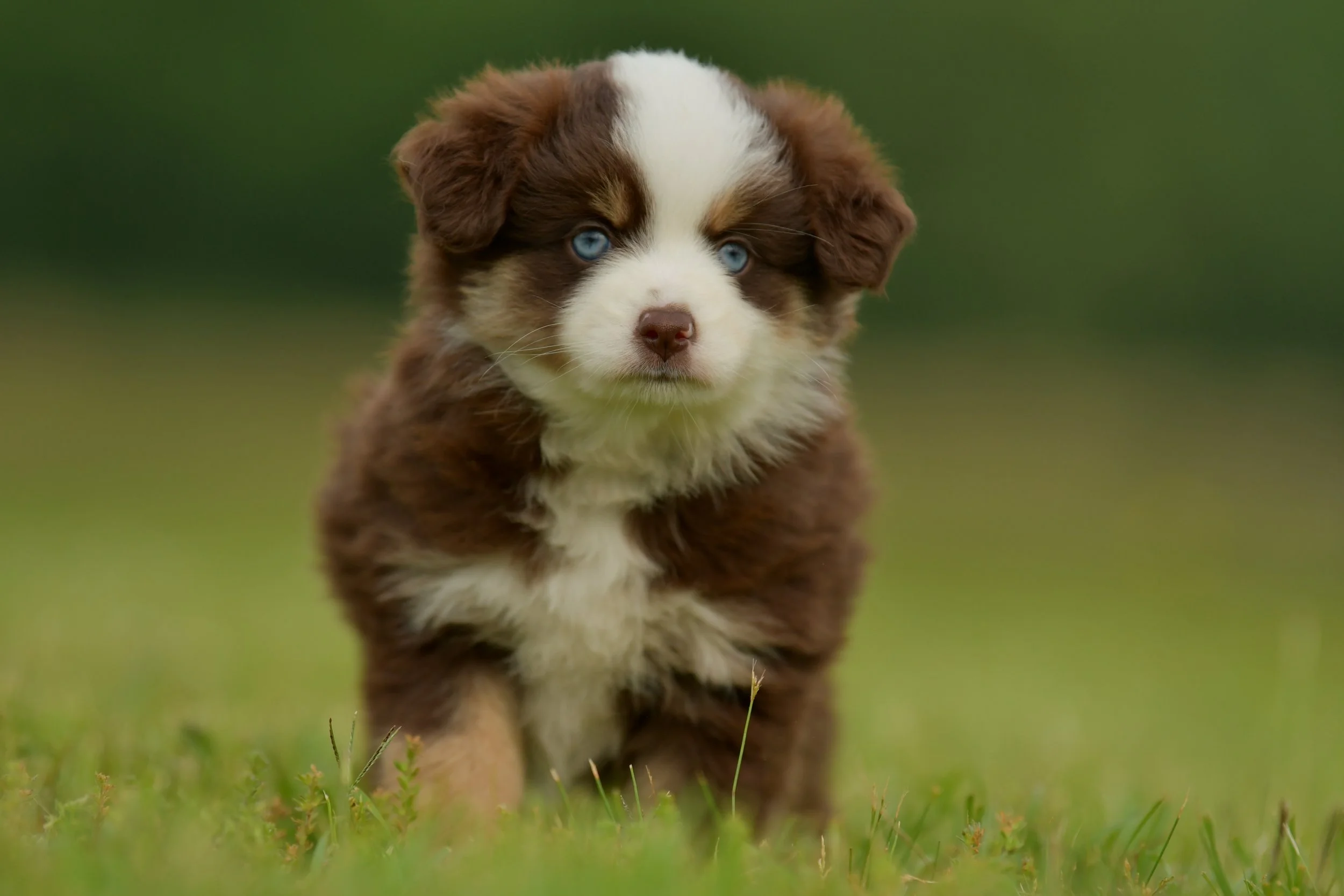 MIKO. Red Tri Female. $2500. 