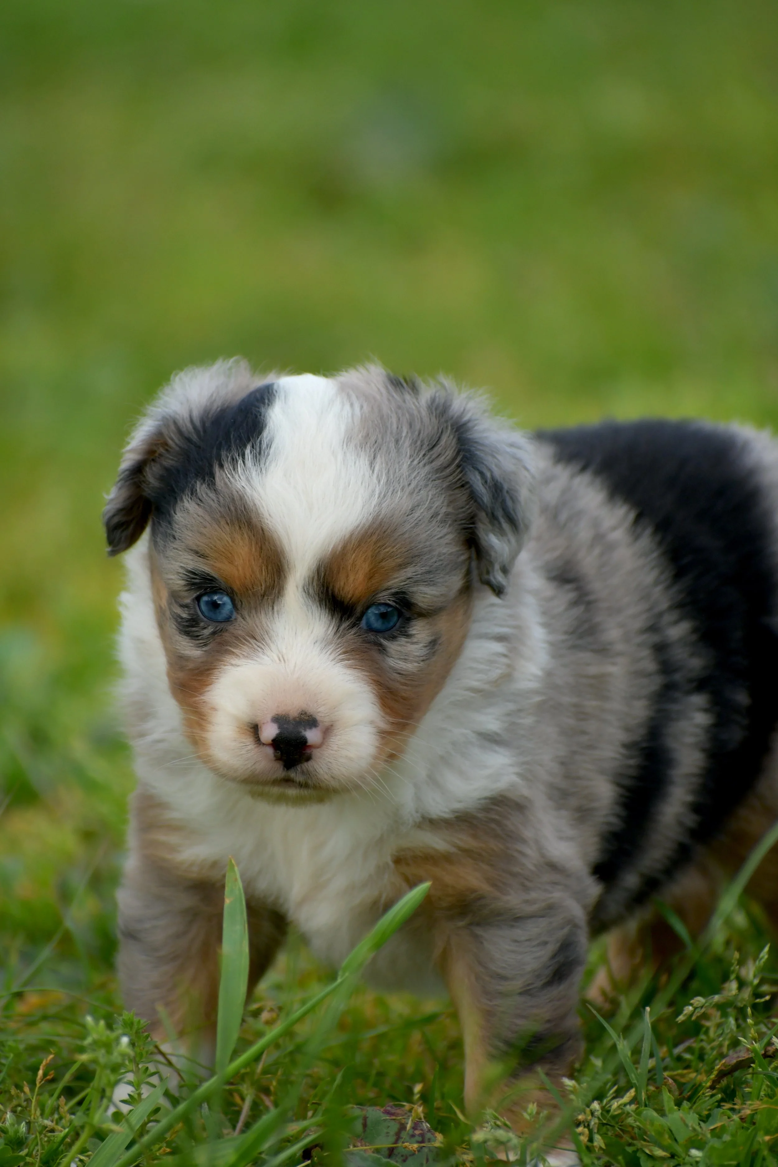 Toy and Mini Aussie Puppies for Sale — Southern Edition Aussies