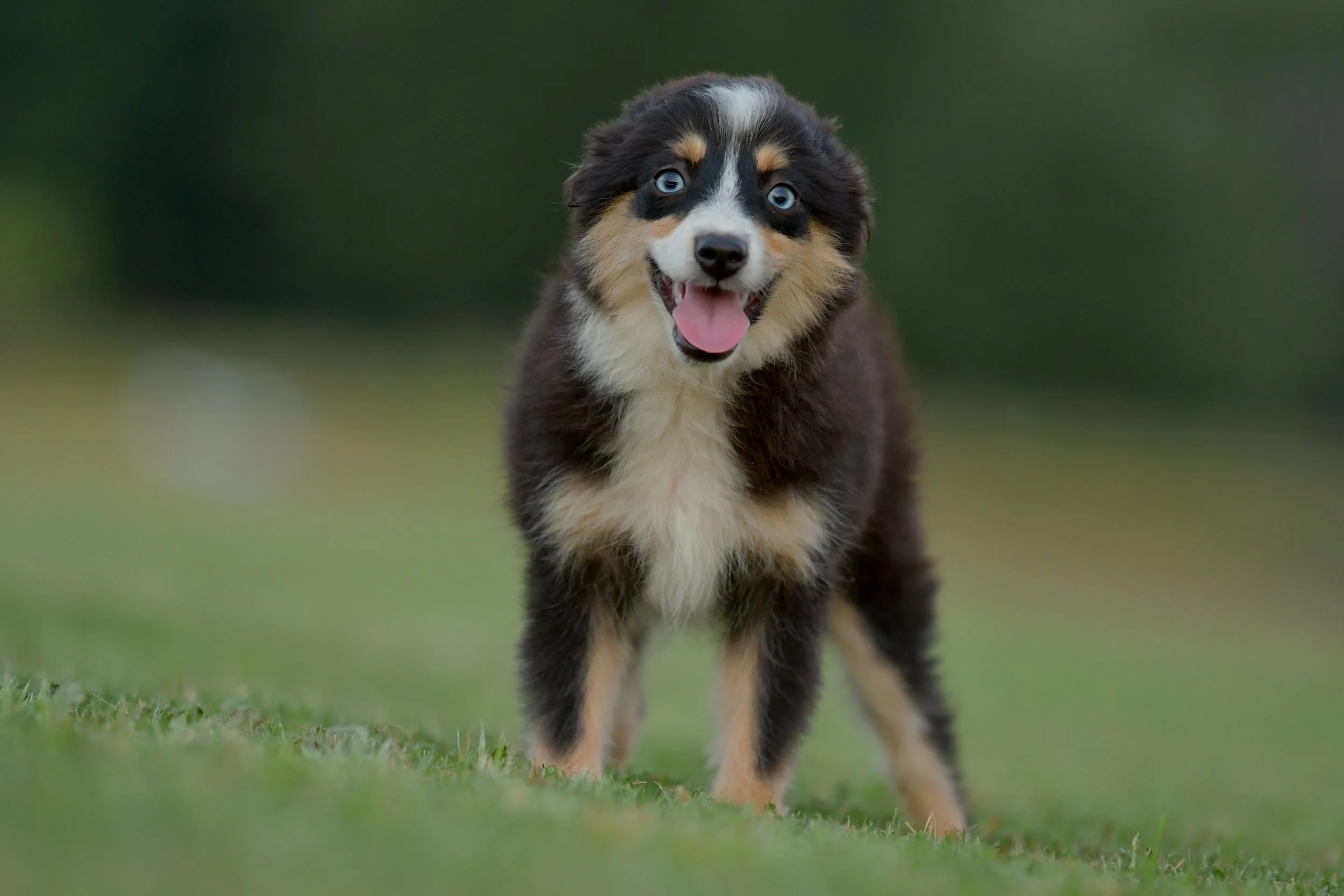 BOBA. Black Tri Female. $1650 to a pet home. Inquire for Full Registration. 