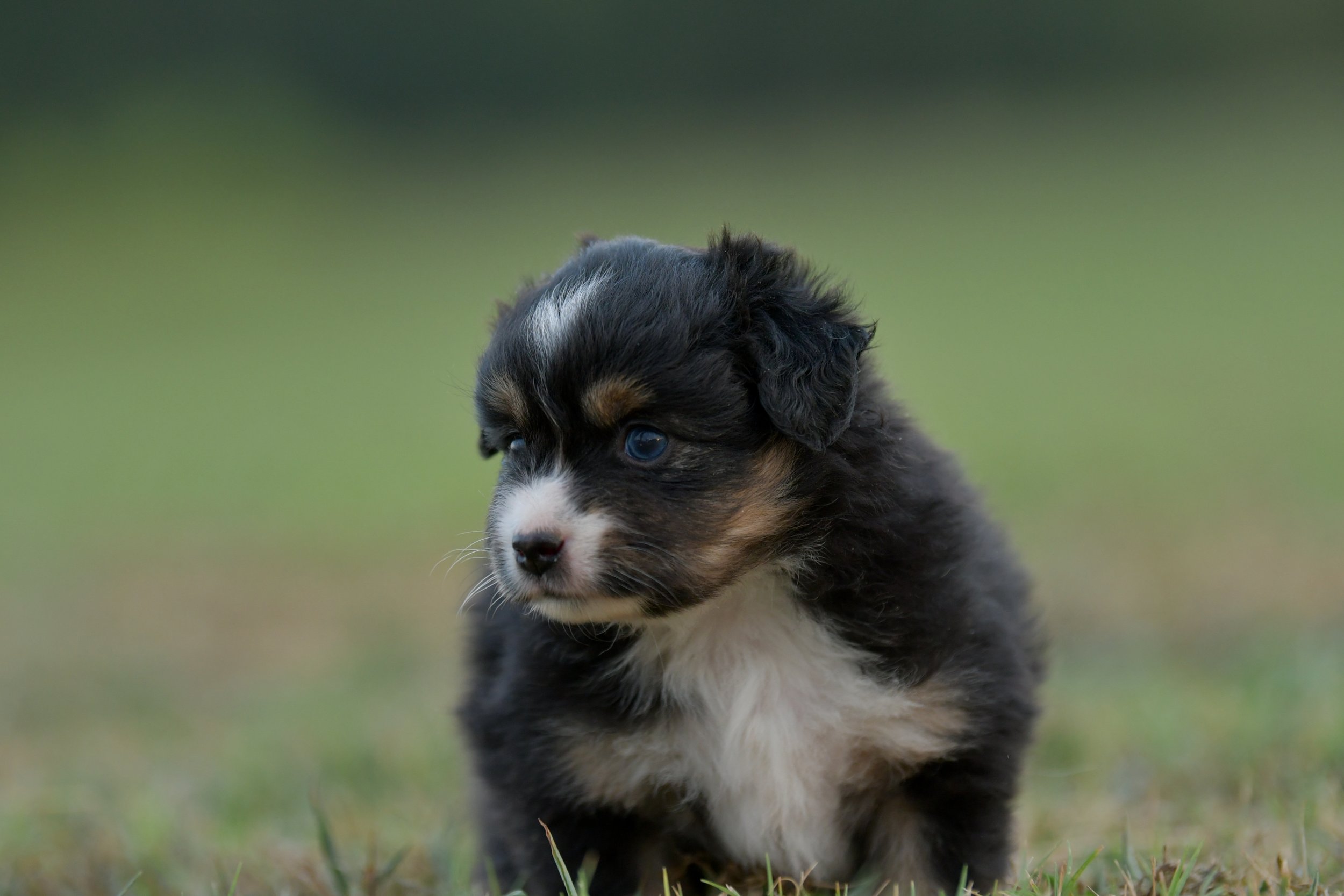 SIRENE. Black Tri Female. $2000. 