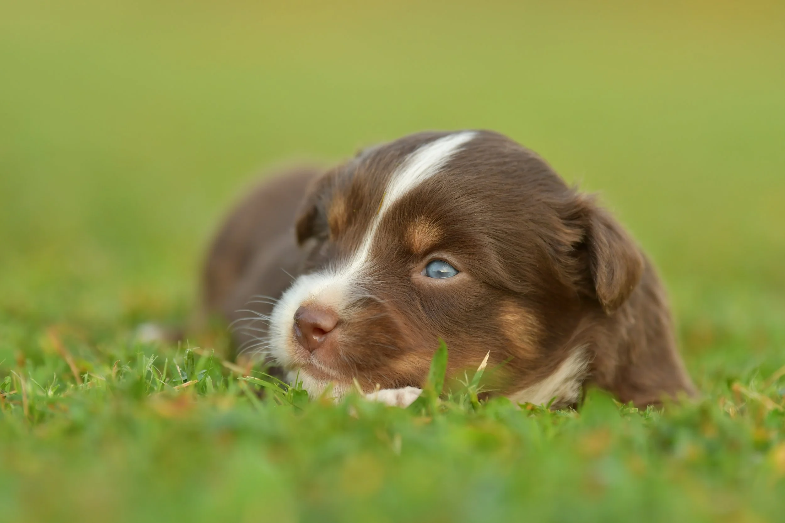 ATHENA. Red Tri Female. $2500. 