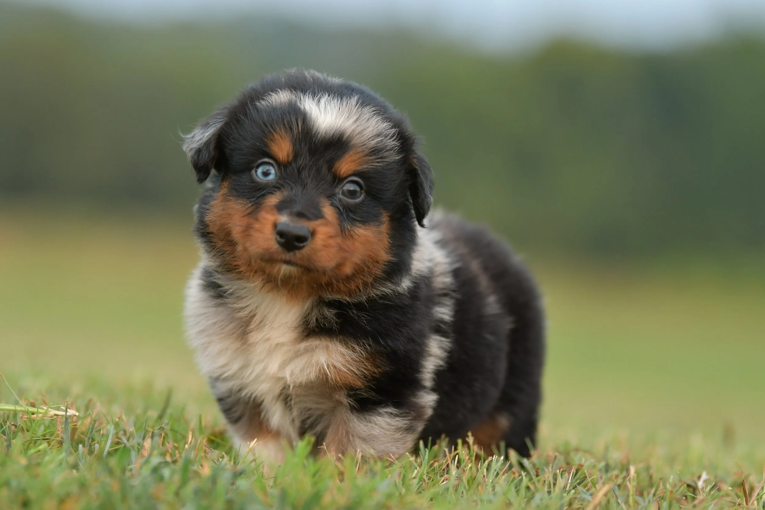 NED. Blue Merle Male. $2500. 