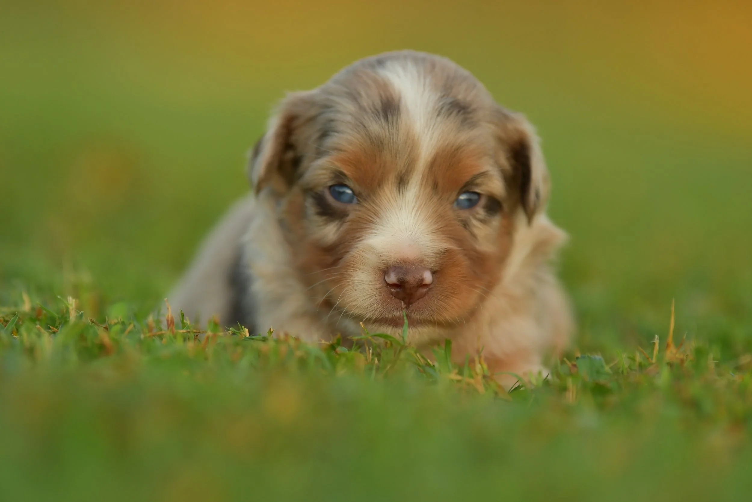PENELOPE. Red Merle Female. $3500. 