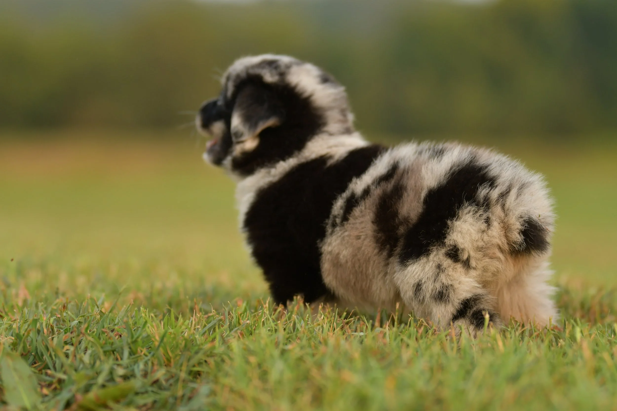 JEAN. Blue Merle Female. $3500. 