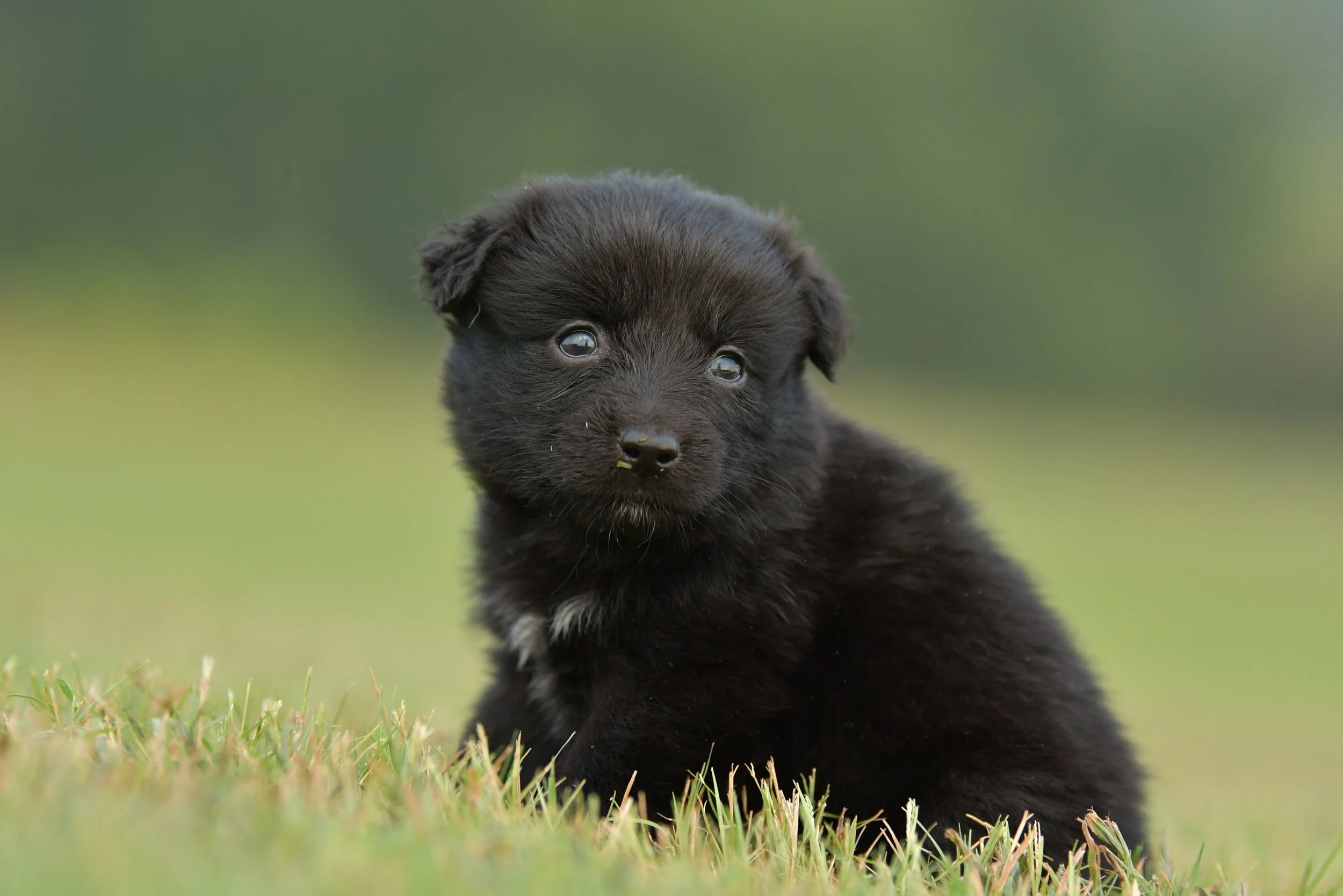 BRUCE. Black Bi Male. $800.
