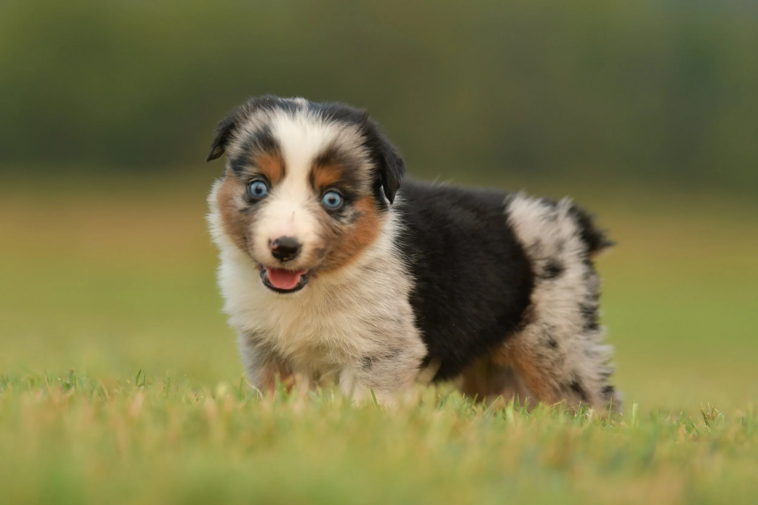 LONNIE. Blue Merle Female. $3500. 