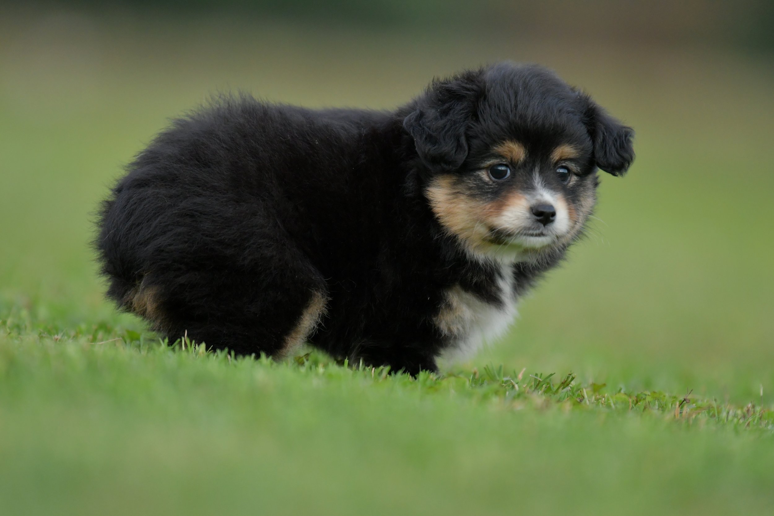 RUNE. Black Tri Male. $1800. 