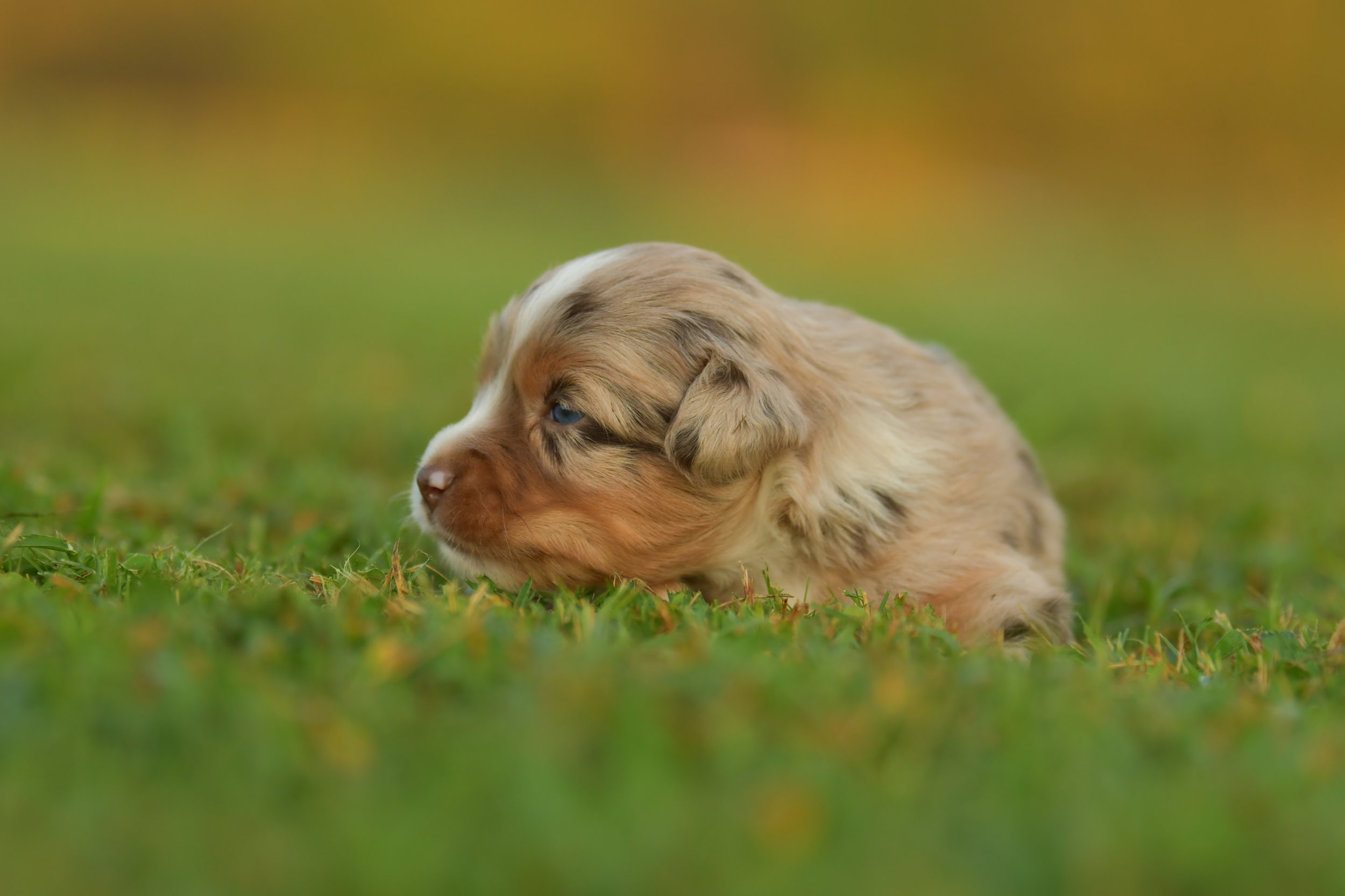 PENELOPE. Red Merle Female. $3500. 