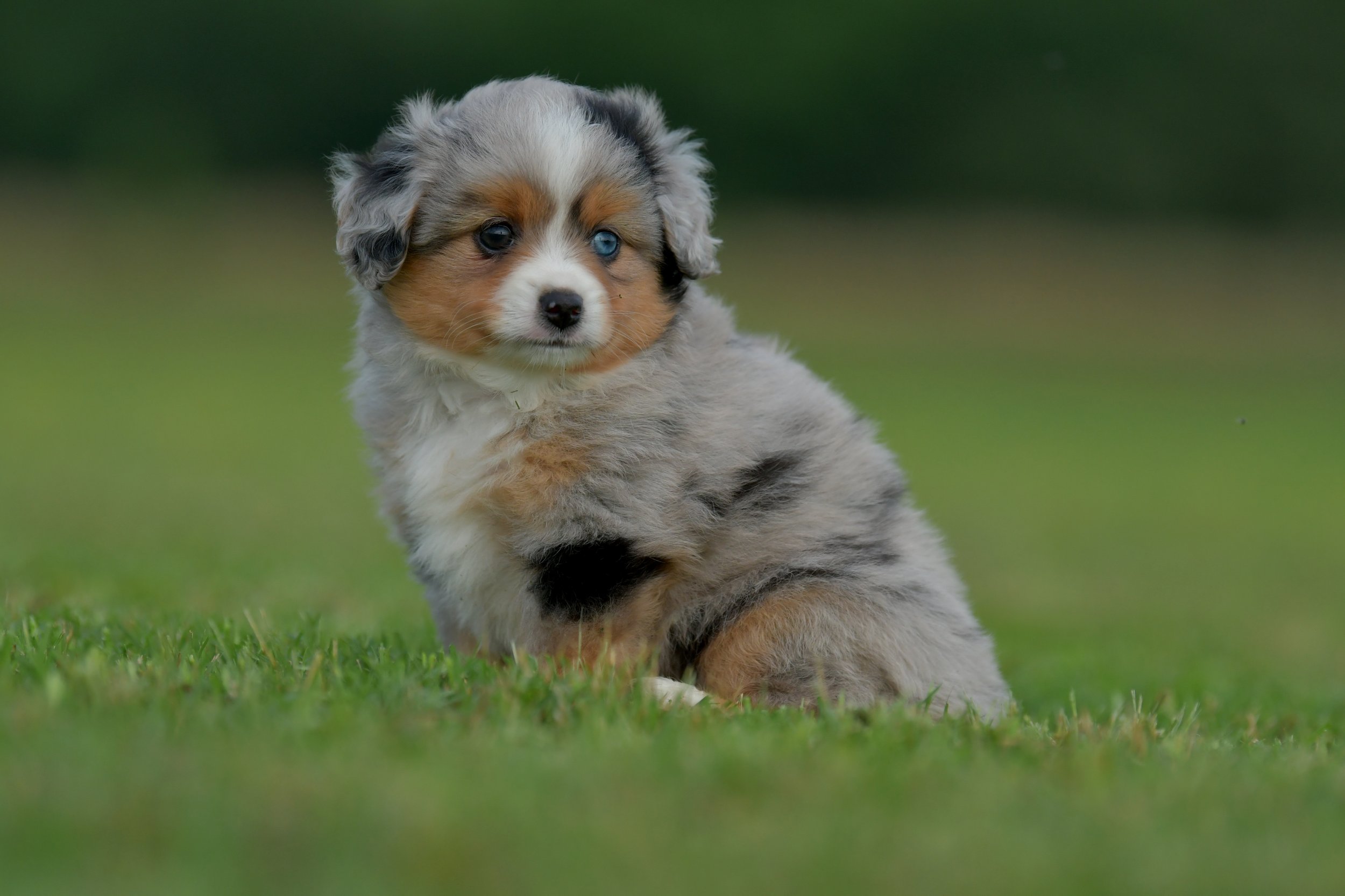 GROGU. Blue Merle Male. RESERVED.