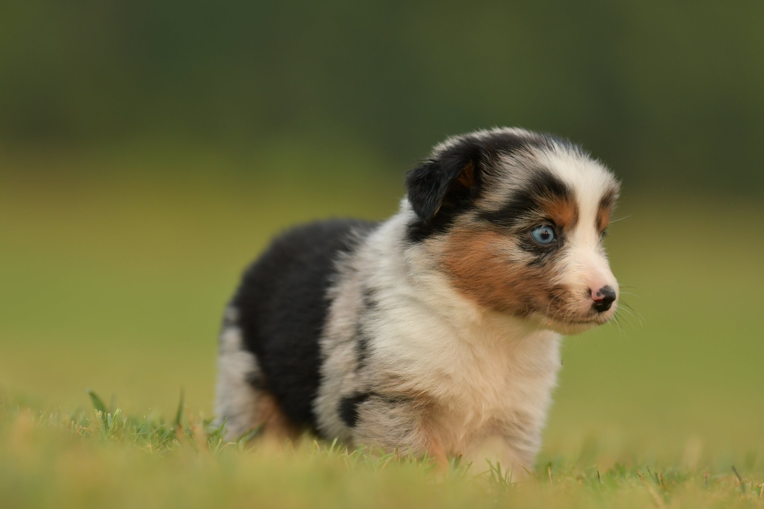 LONNIE. Blue Merle Female. $3500. 