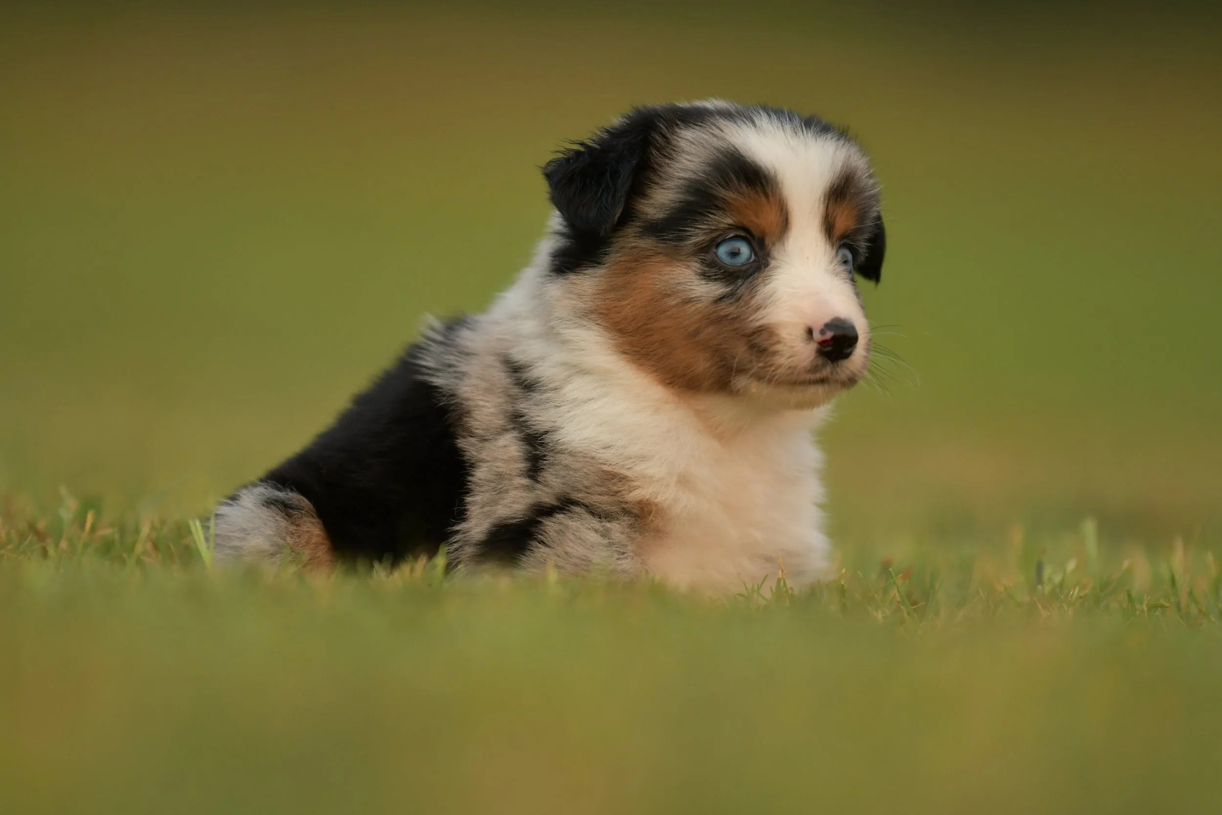 LONNIE. Blue Merle Female. $3500. 