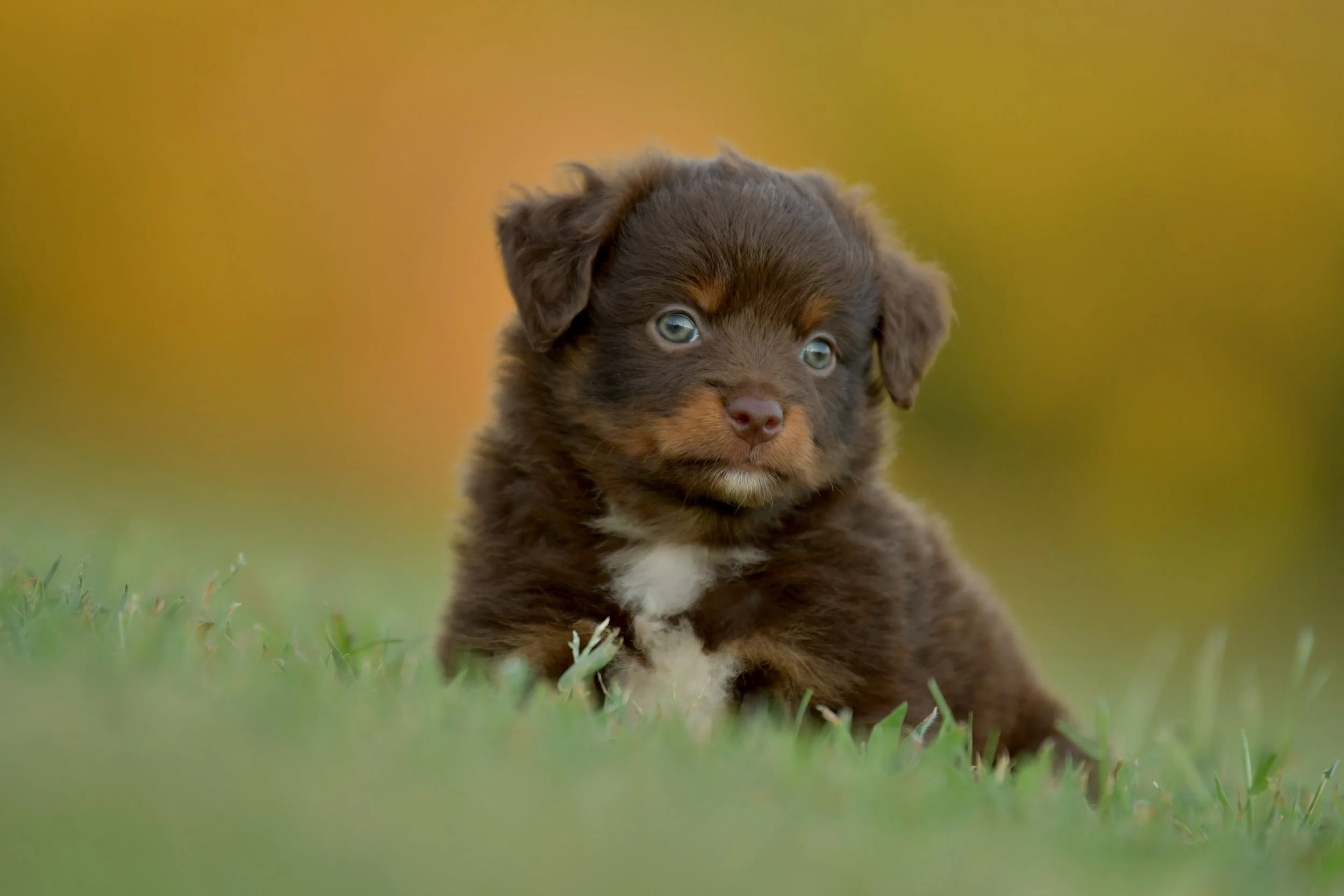 MENTOR. Red Tri Male. $1400. 
