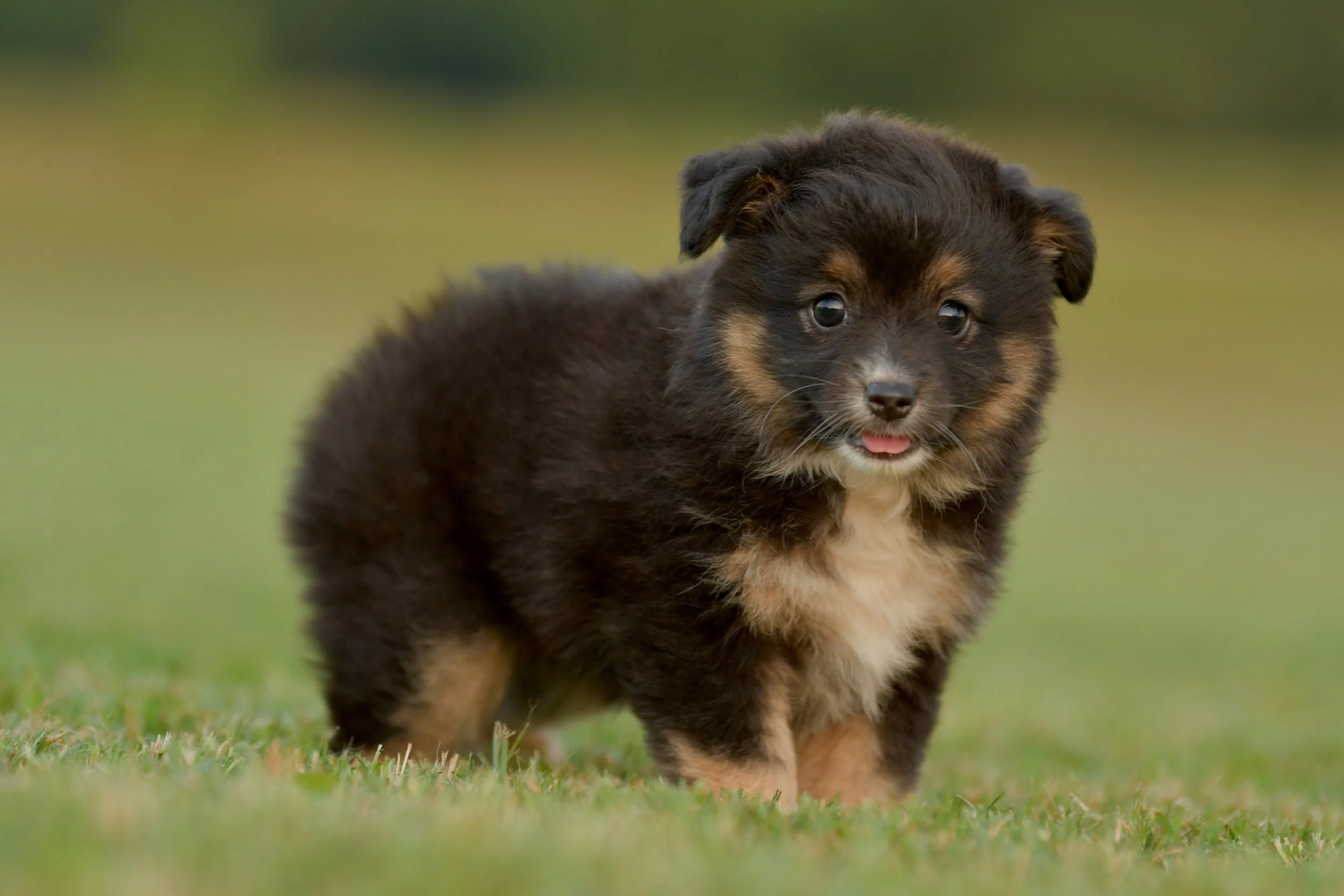 TREBLE. Black Tri Female. $1500. 