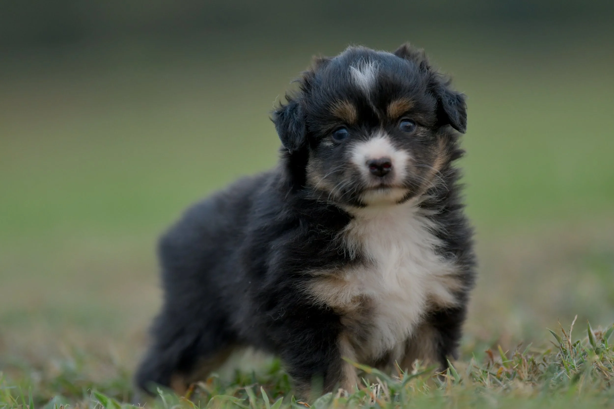 SIRENE. Black Tri Female. $2000. 